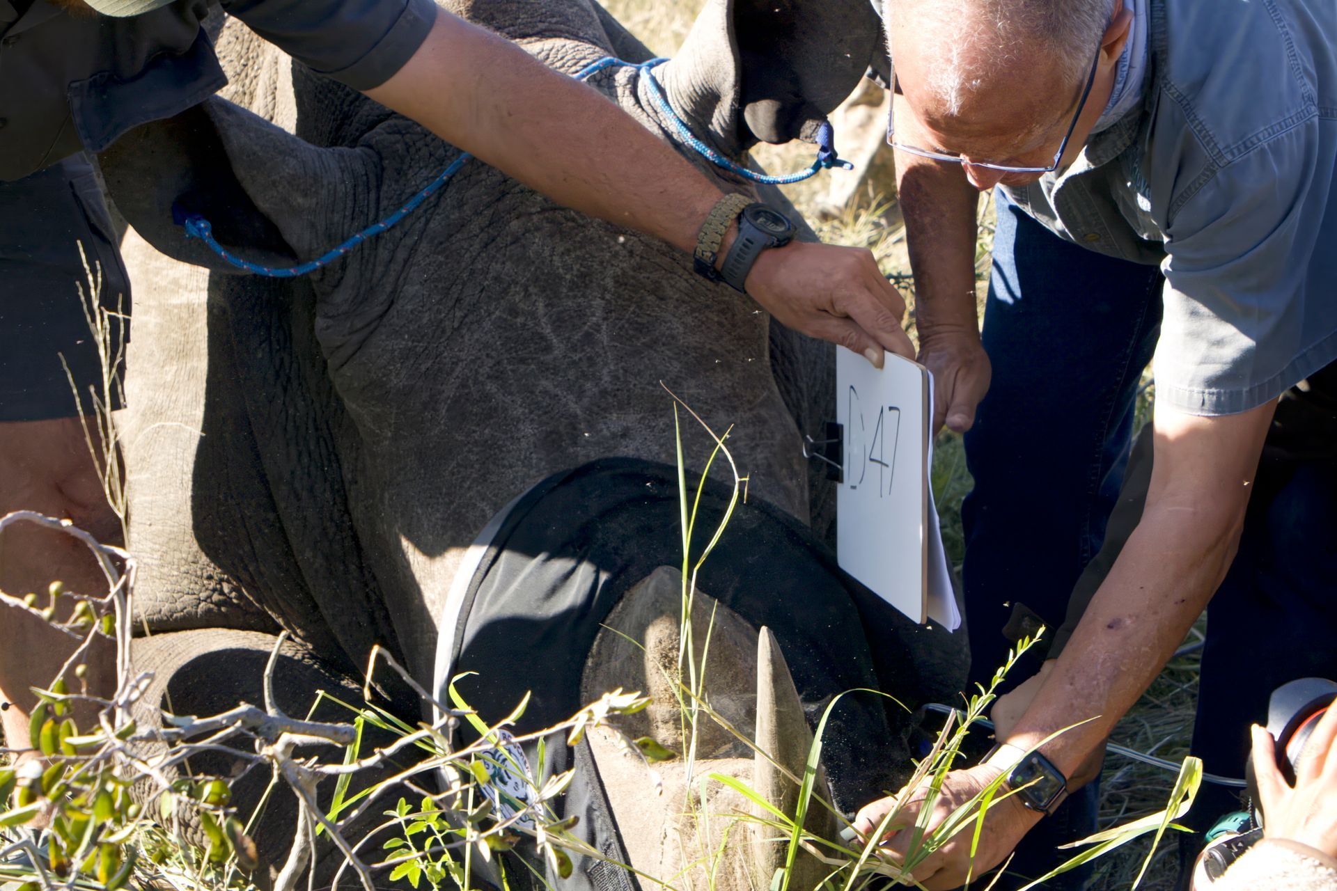 Rhino Dehorning