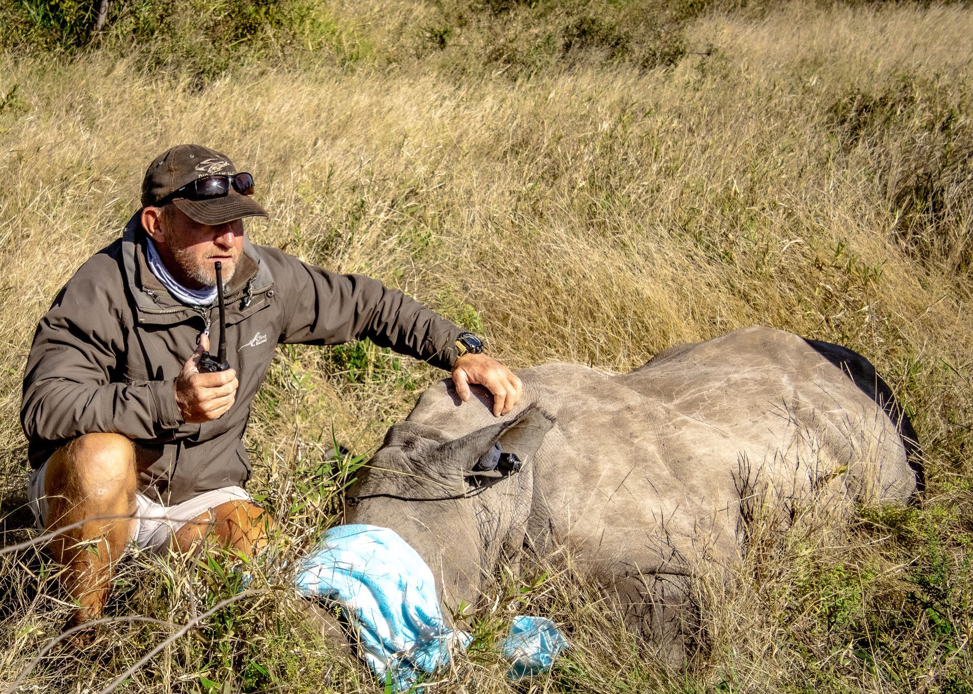 Man kneels beside a sedated rhino in tall grass, touching its head. The man holds a radio and wears sunglasses.