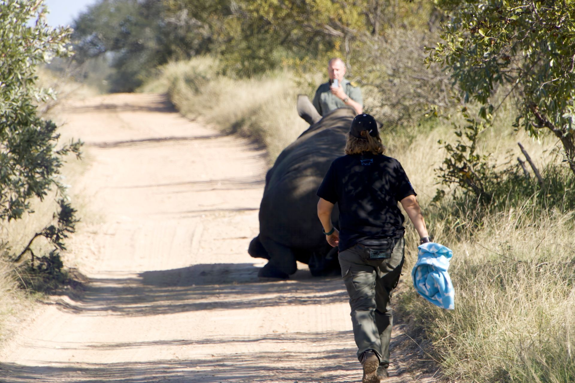 Rhino Dehorning