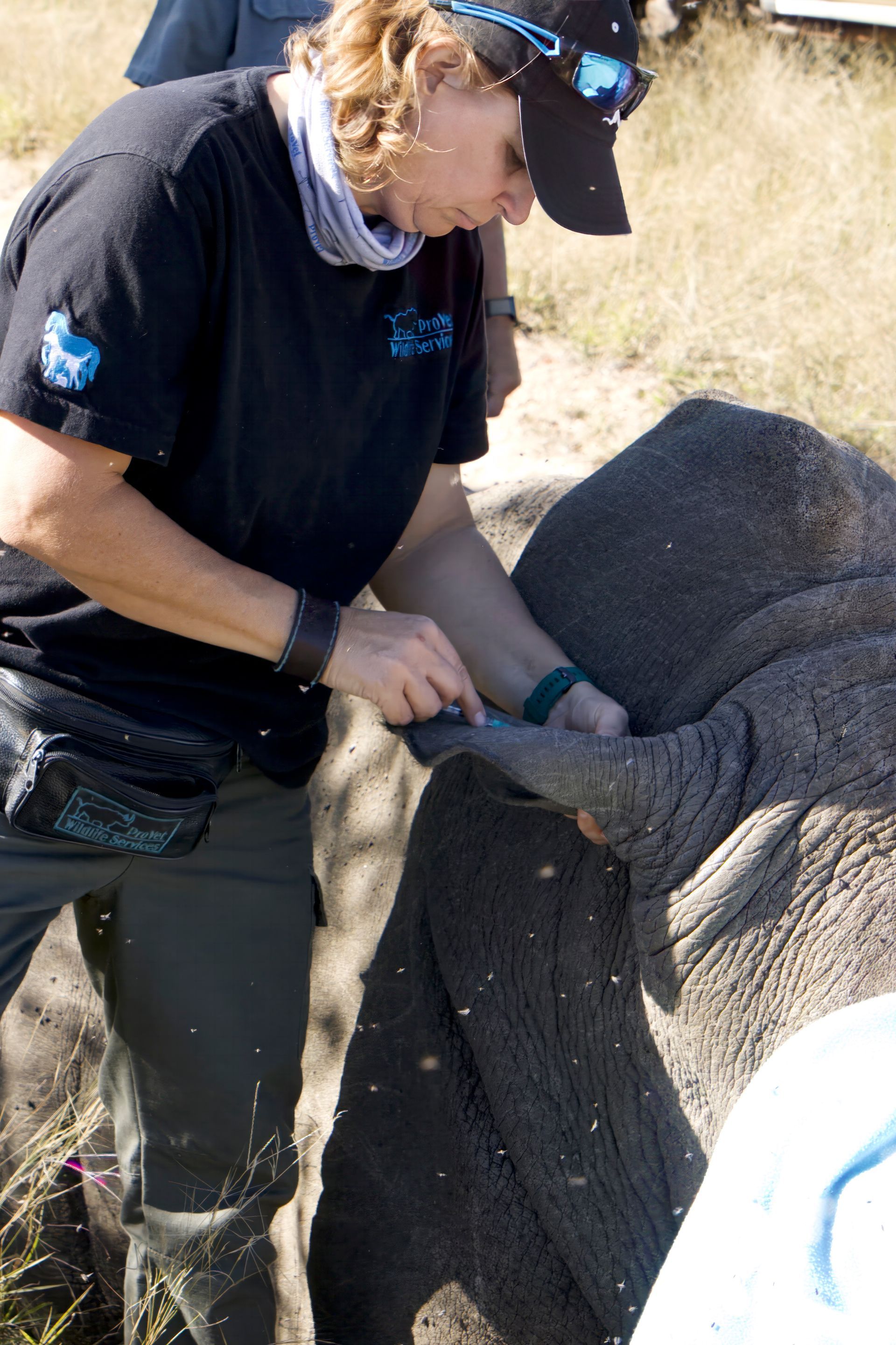 Rhino Dehorning