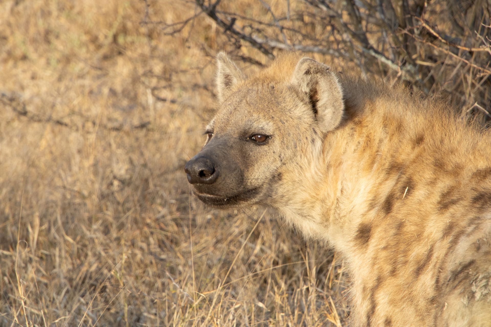 Spotted hyena in dry, grassy field. Pale brown fur, alert expression, facing left.