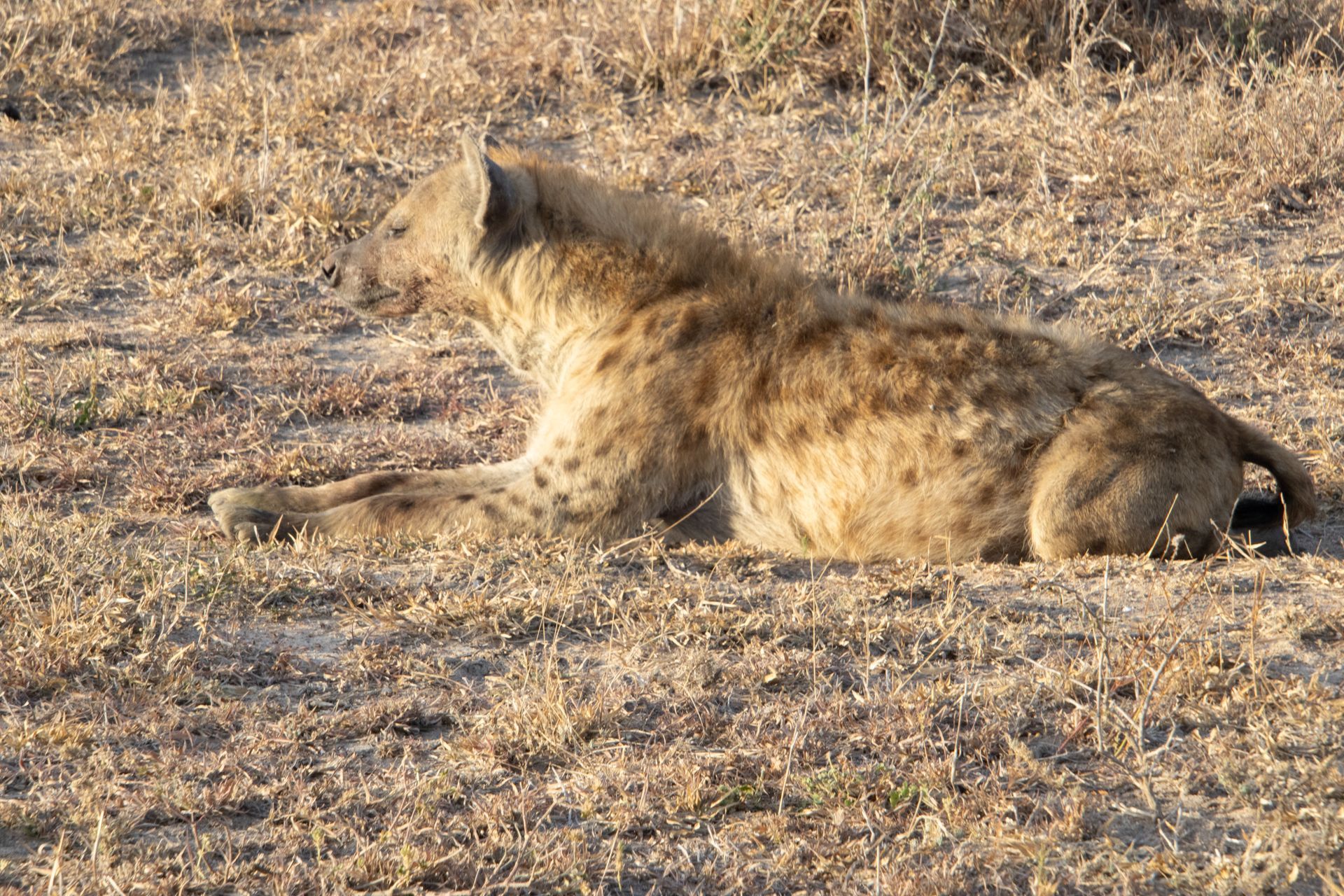 Spotted hyena resting in dry grass, basking in the sun.