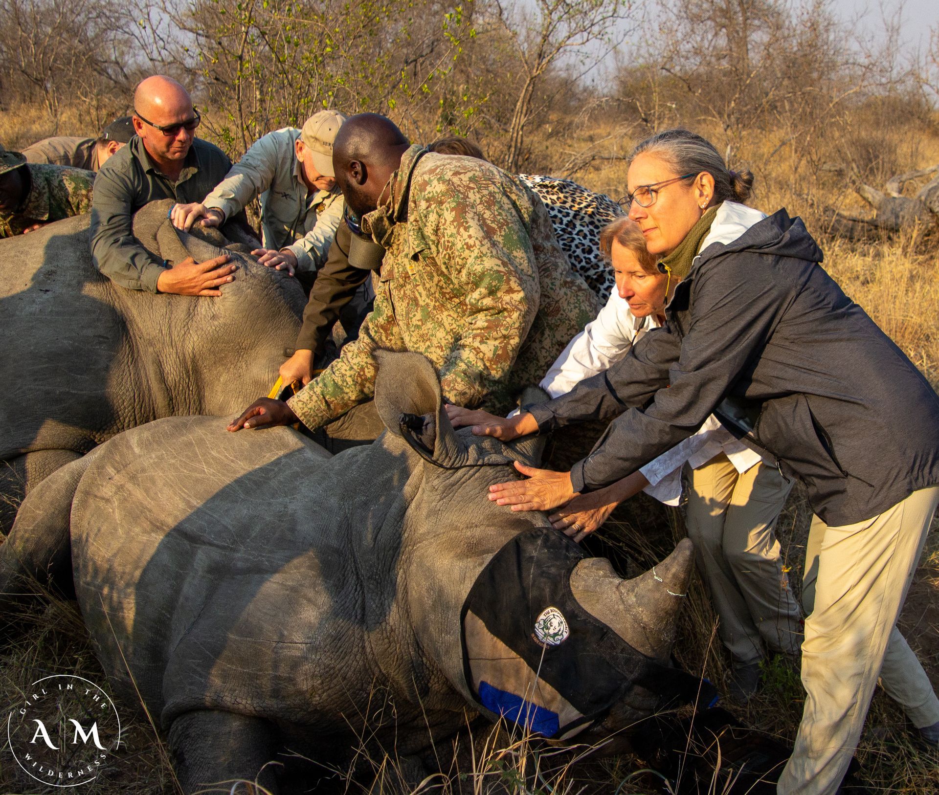 Rhino dehorning on Safari © Antje Mouton