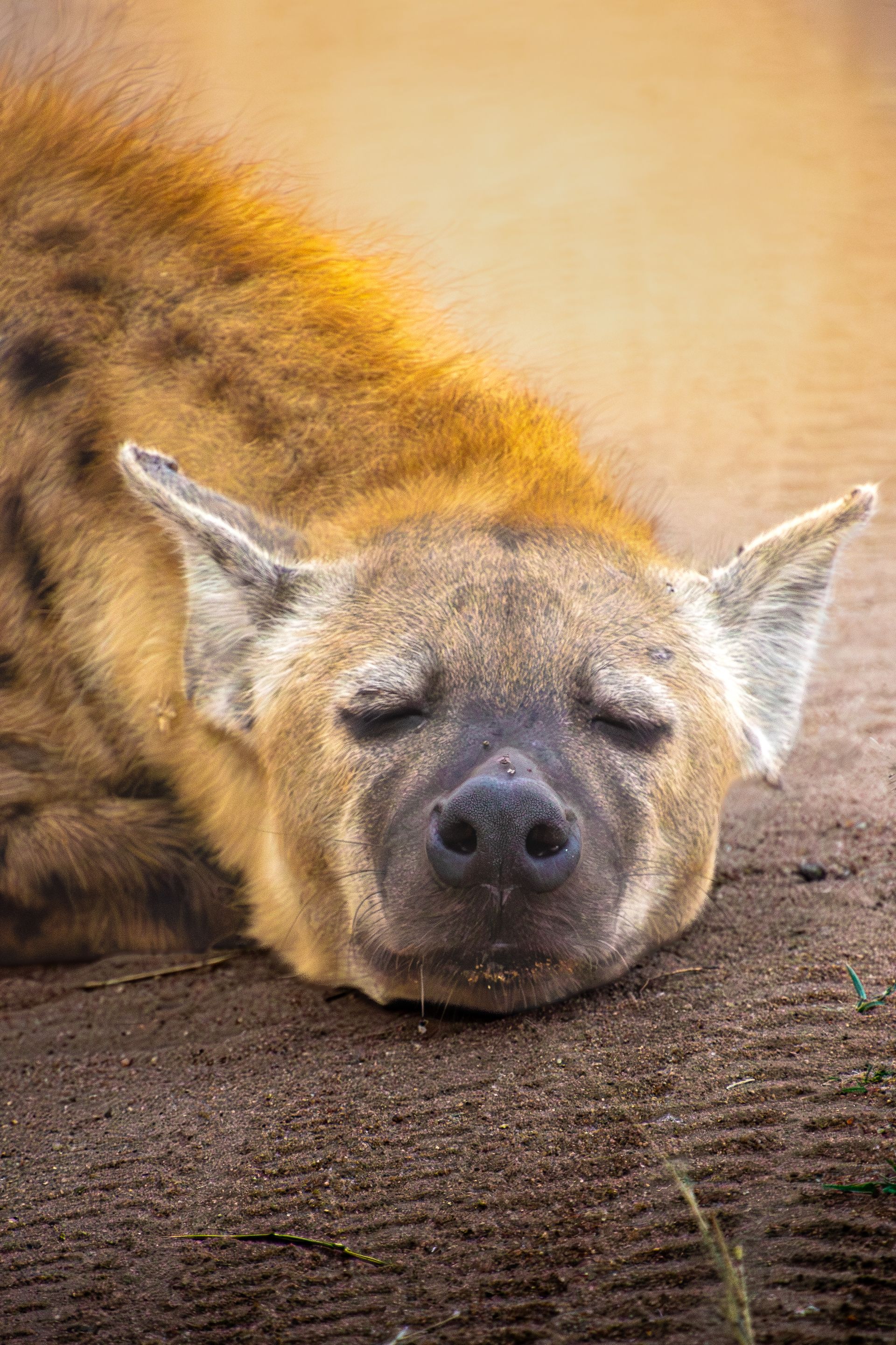 Sleeping hyena resting on a dirt path in warm sunlight, eyes closed and ears up.