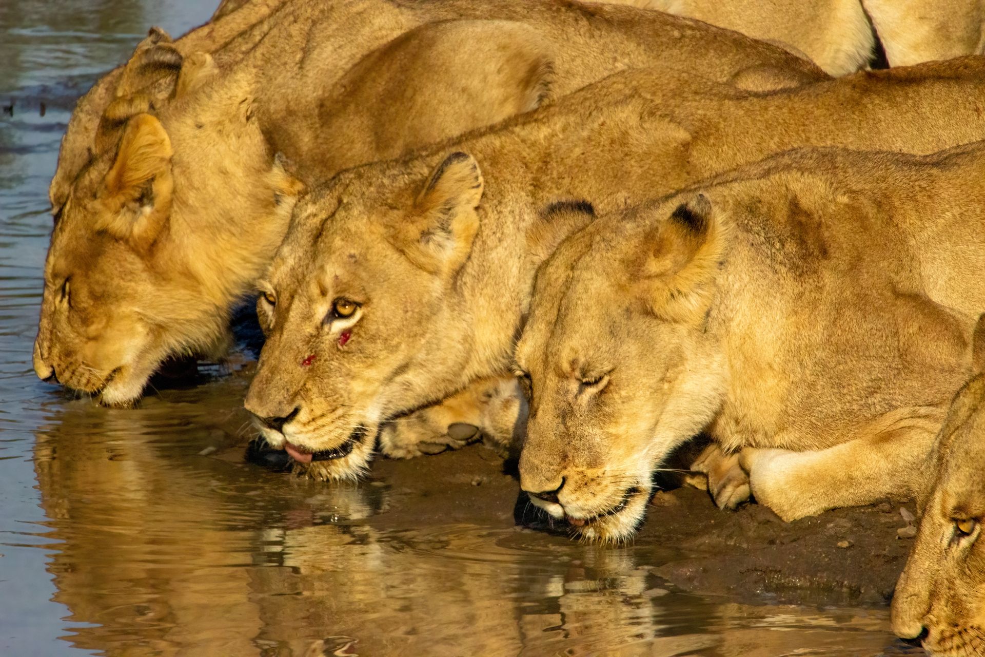 Lions drinking water from a reflective pool. Their tan fur gleams in the sunlight, heads lowered.