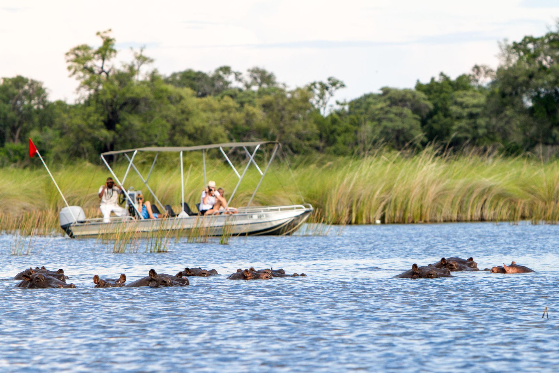 Small boat with people on a river beside swimming hippos and tall reeds, with a forested bank in the background