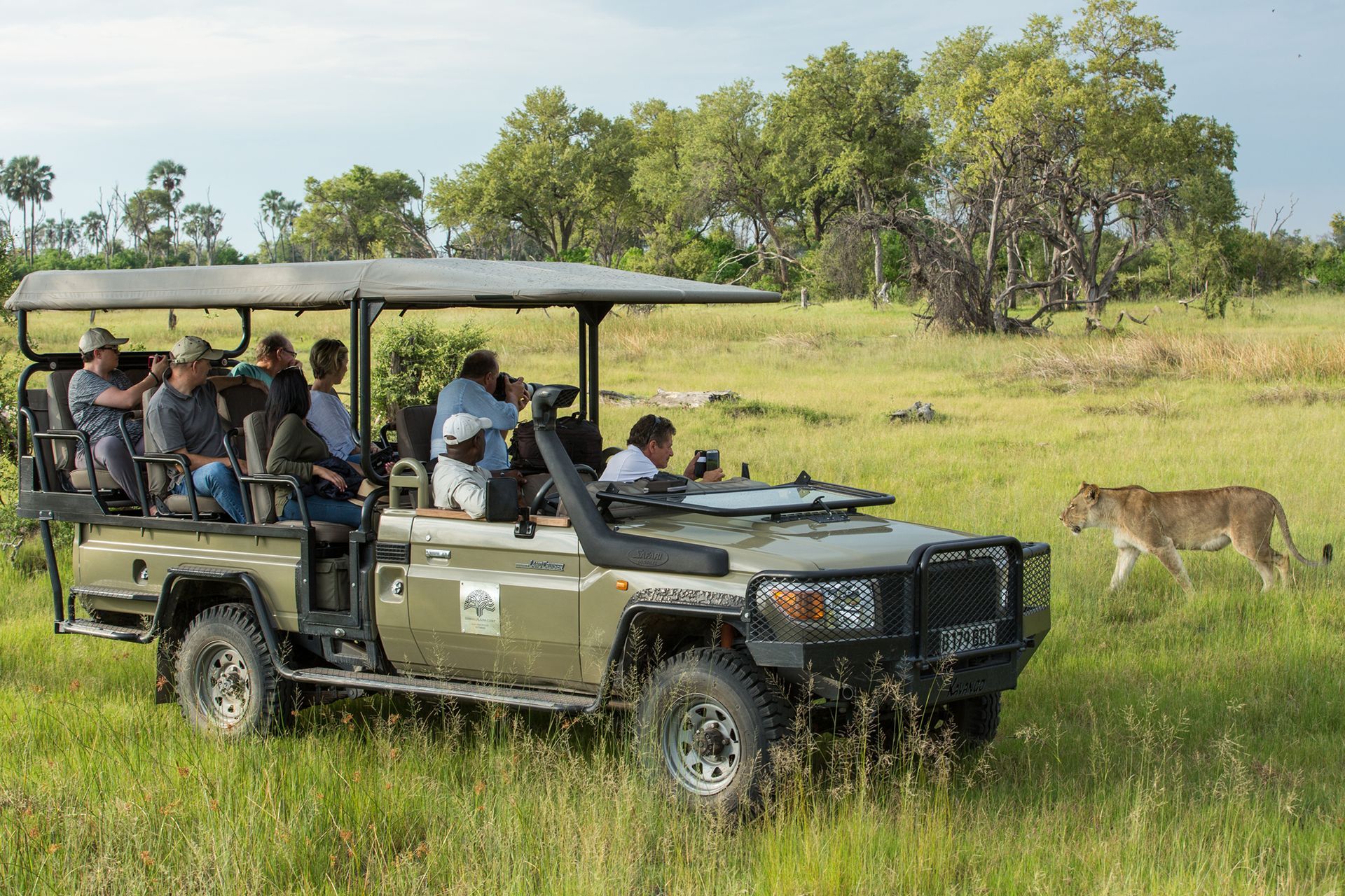 Safari vehicle with tourists observing a lion in a grassy field.