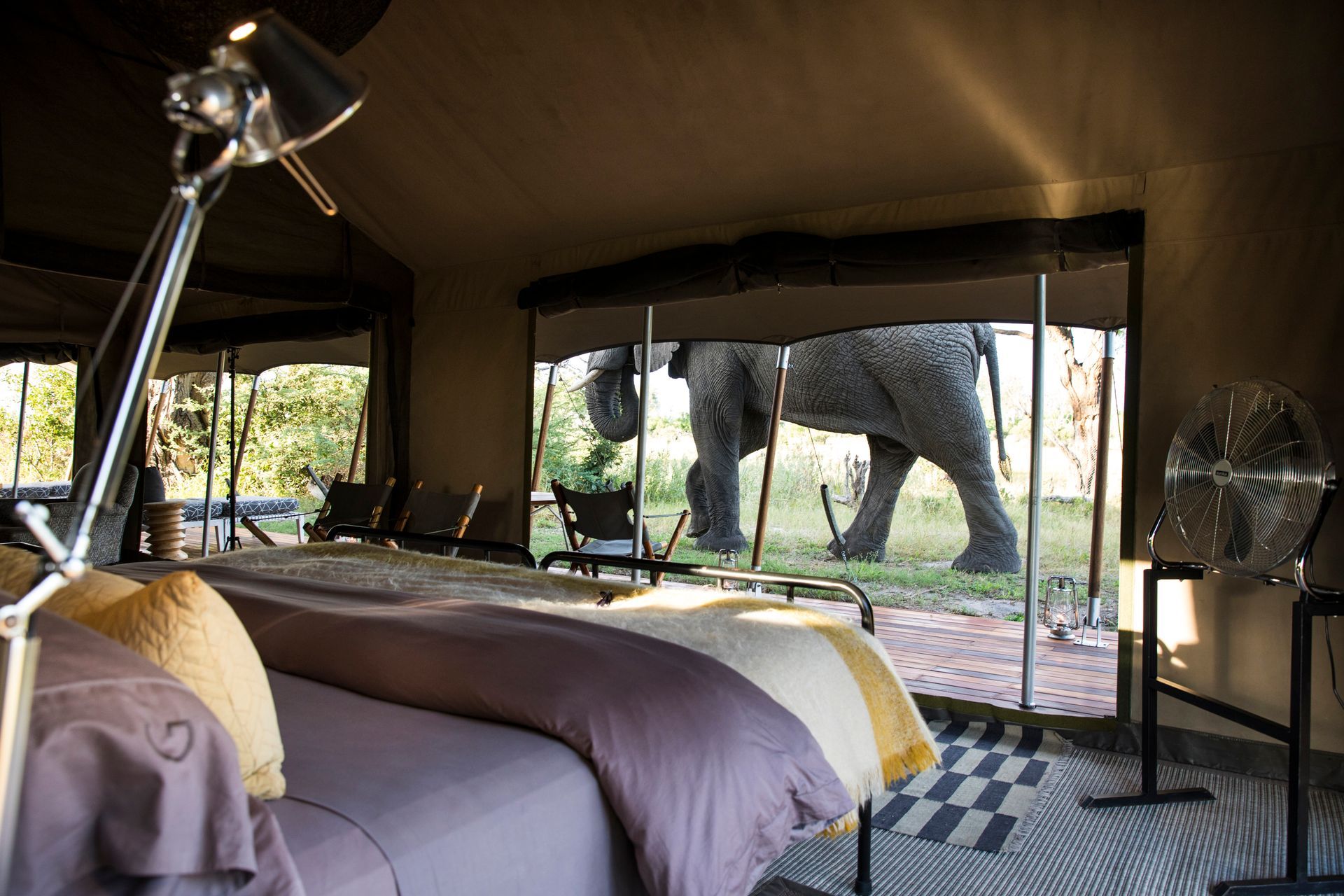 Inside a tent, looking at an elephant through a window. Bed, chairs, lamps are visible.