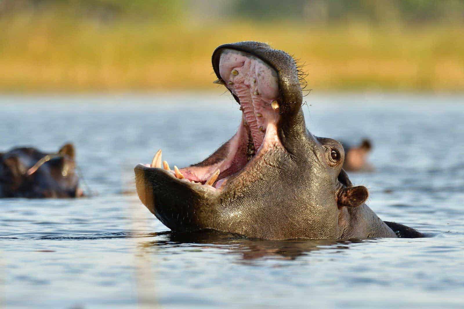 Hippo at Jumbo Junction