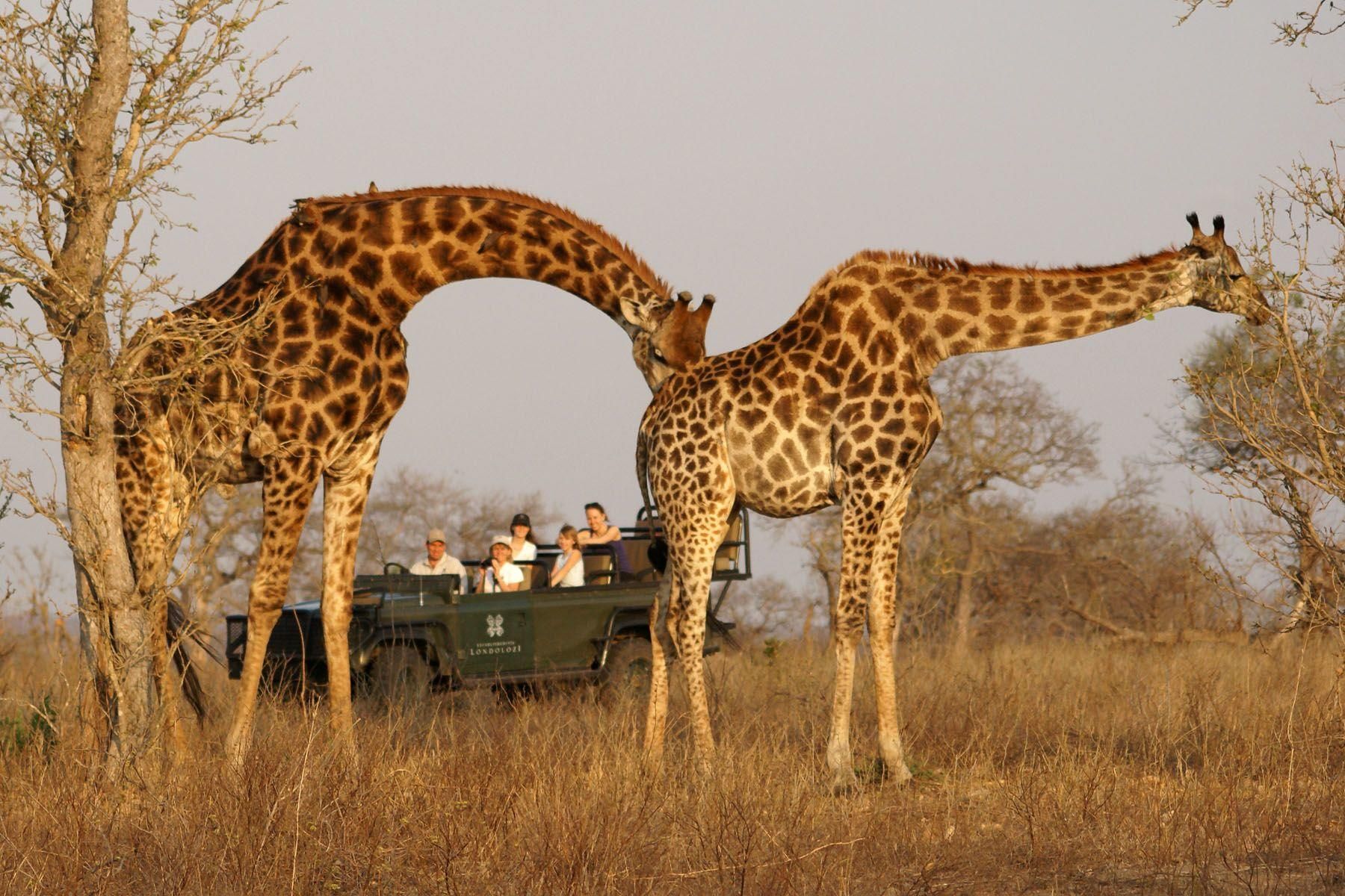 Two giraffes eating leaves near safari vehicle with tourists in Africa.
