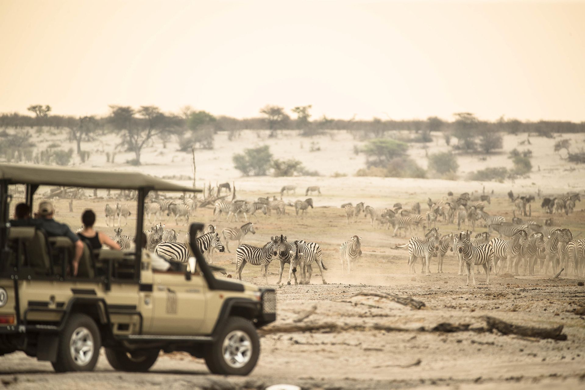 Safari vehicle viewing a large herd of zebras on a dusty savanna at sunrise.