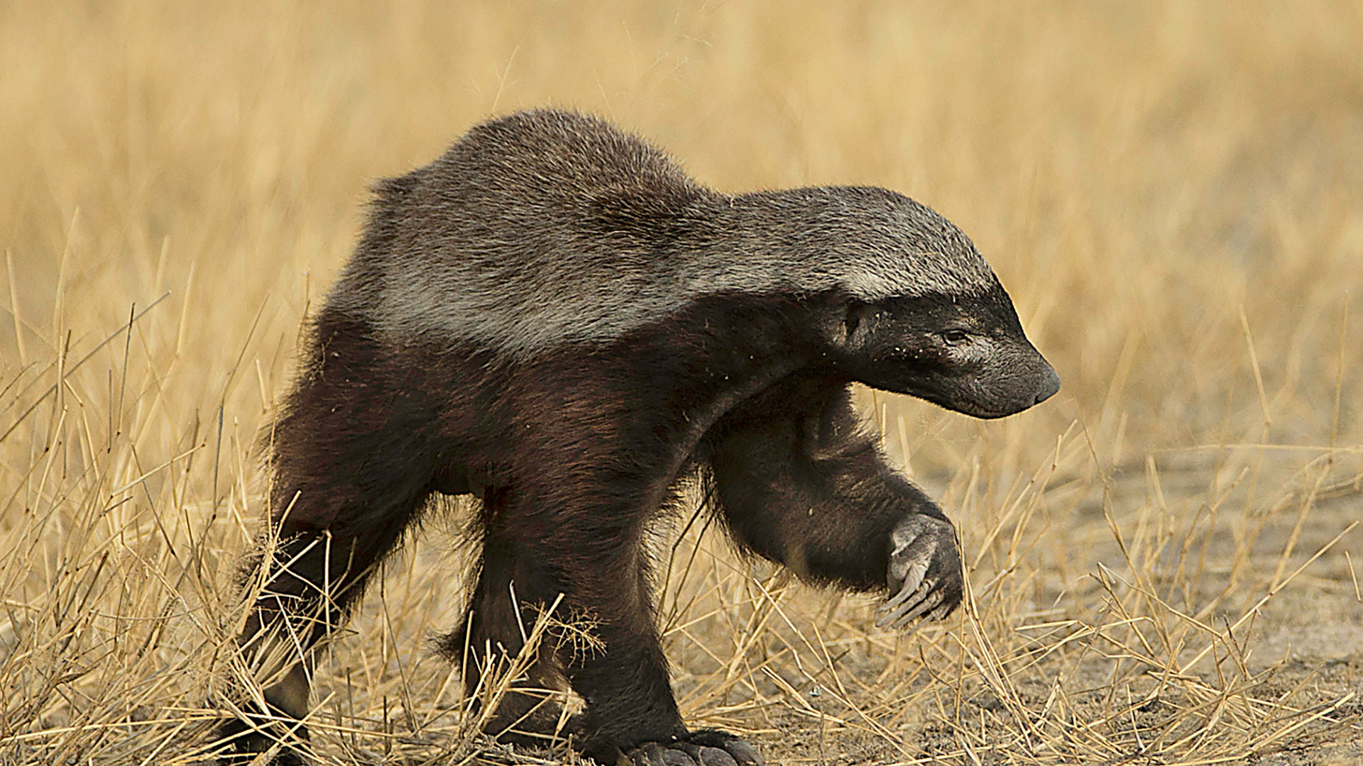 A Honey Badger prowling on safari