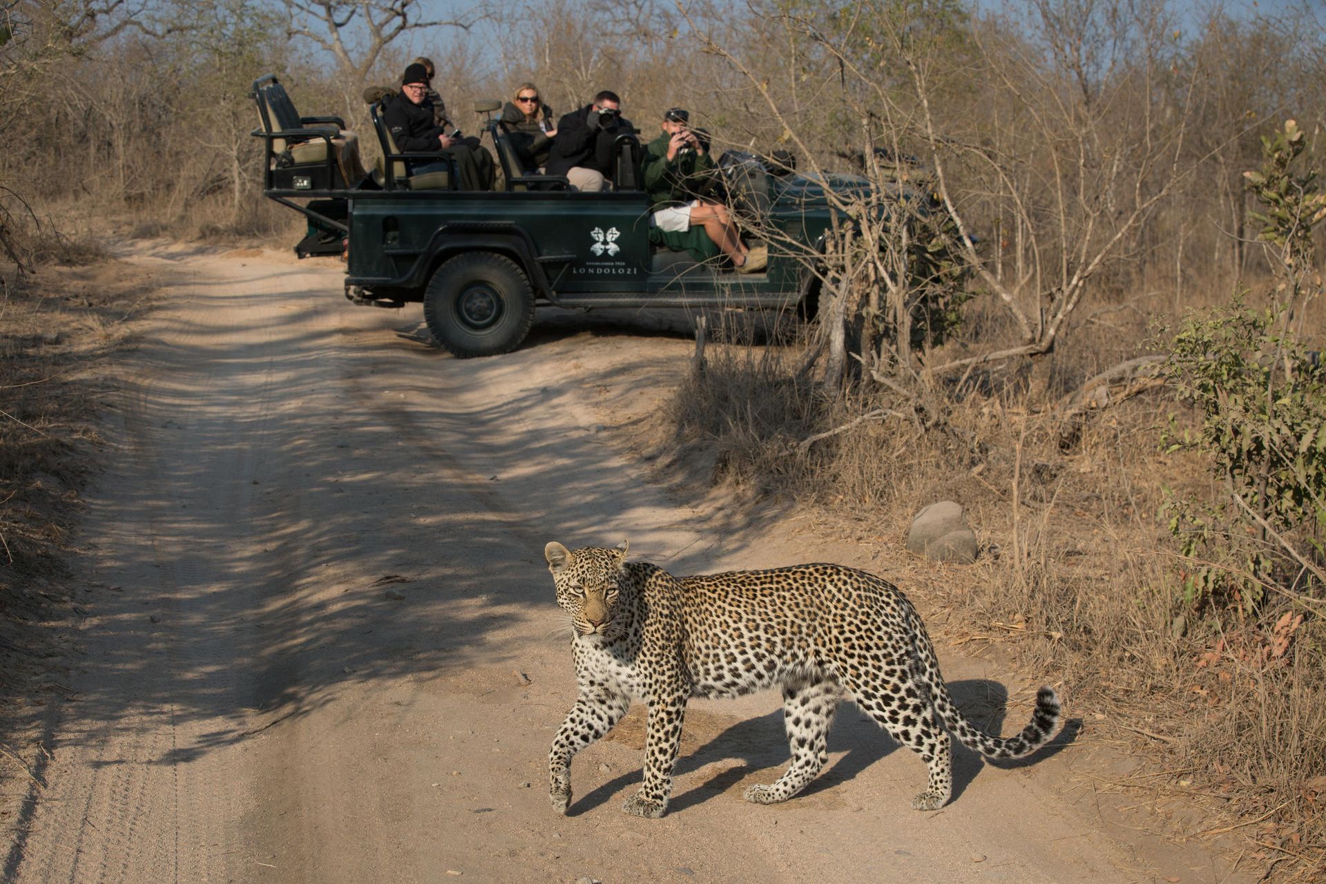 Leopard crossing a dirt road with a safari vehicle of tourists in the background.