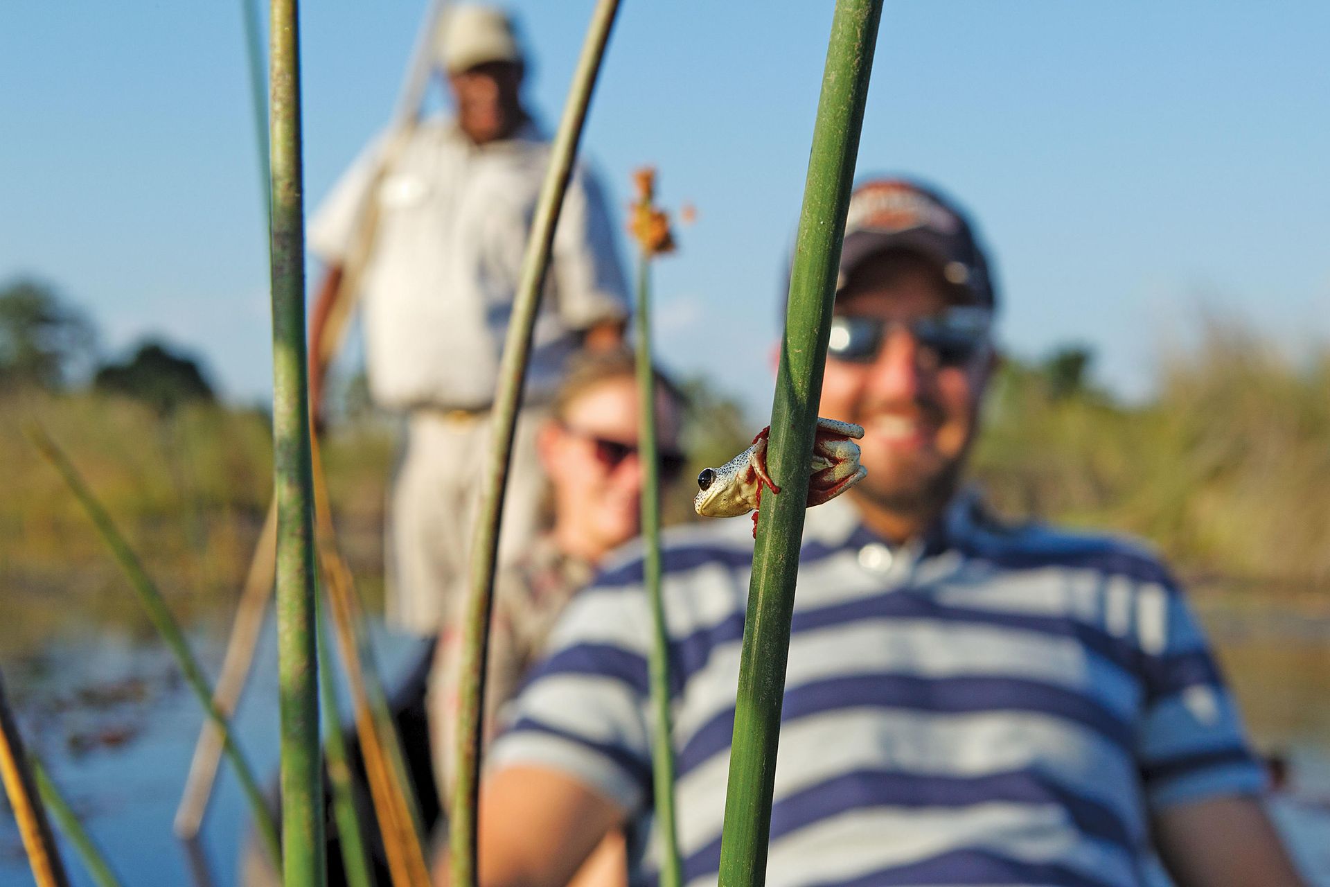 Close-up of green reeds with a small bug. Blurred people in a boat on a lake with a guide. Sunny.