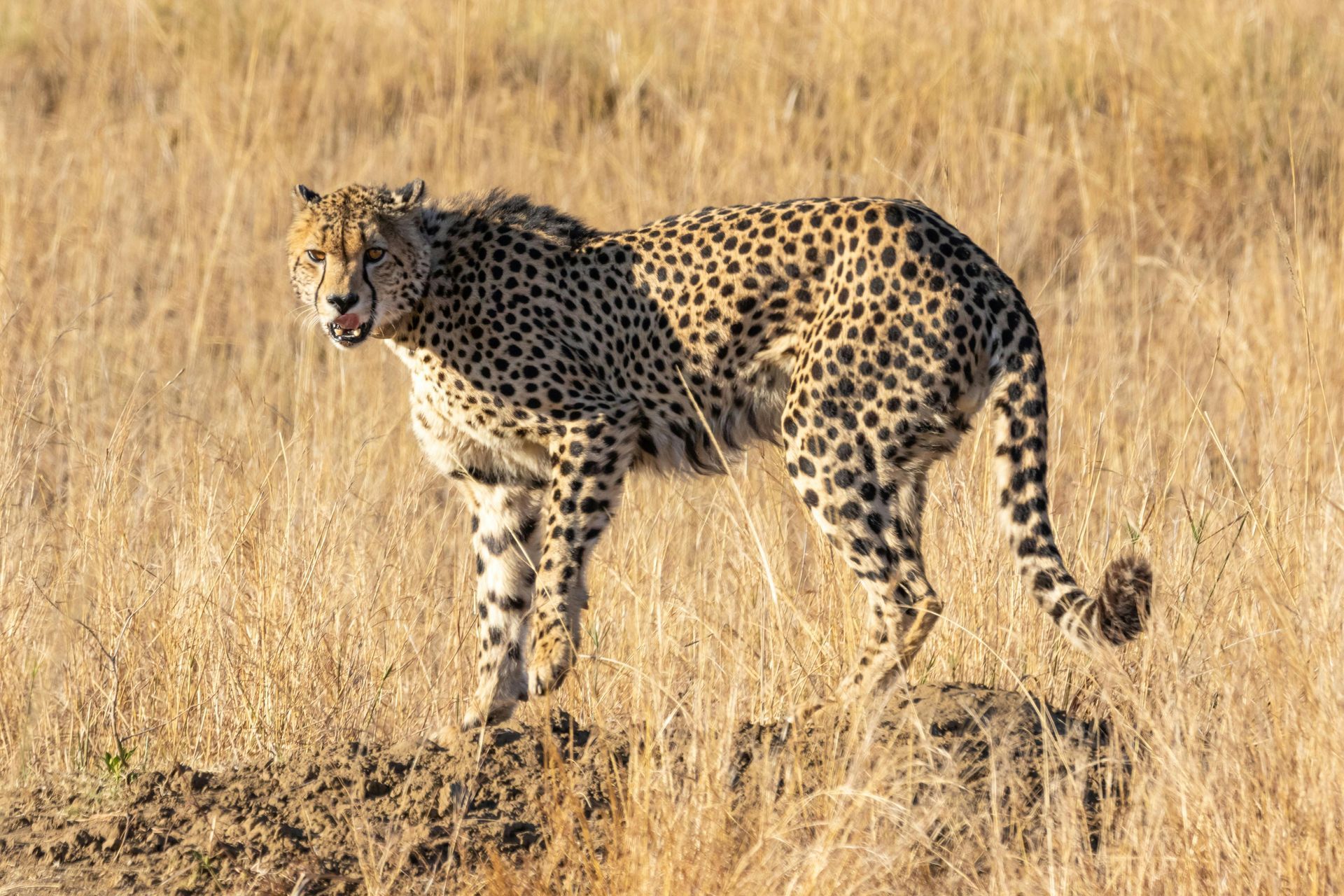 A cheetah stands in tall, dry grass. The spotted cat looks alert, with a focused gaze.
