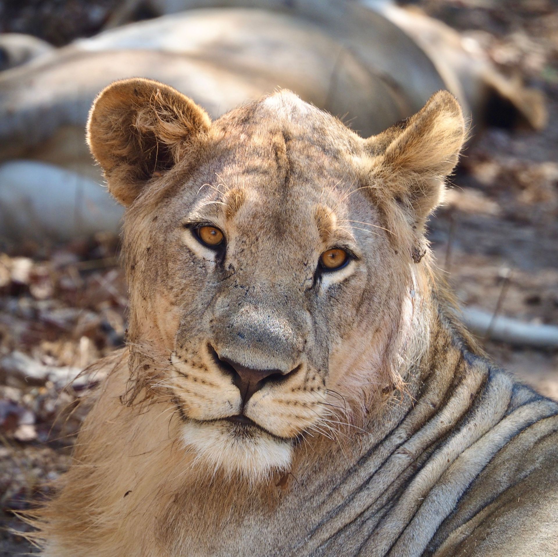 Lioness resting in dry grass, looking directly at the camera.
