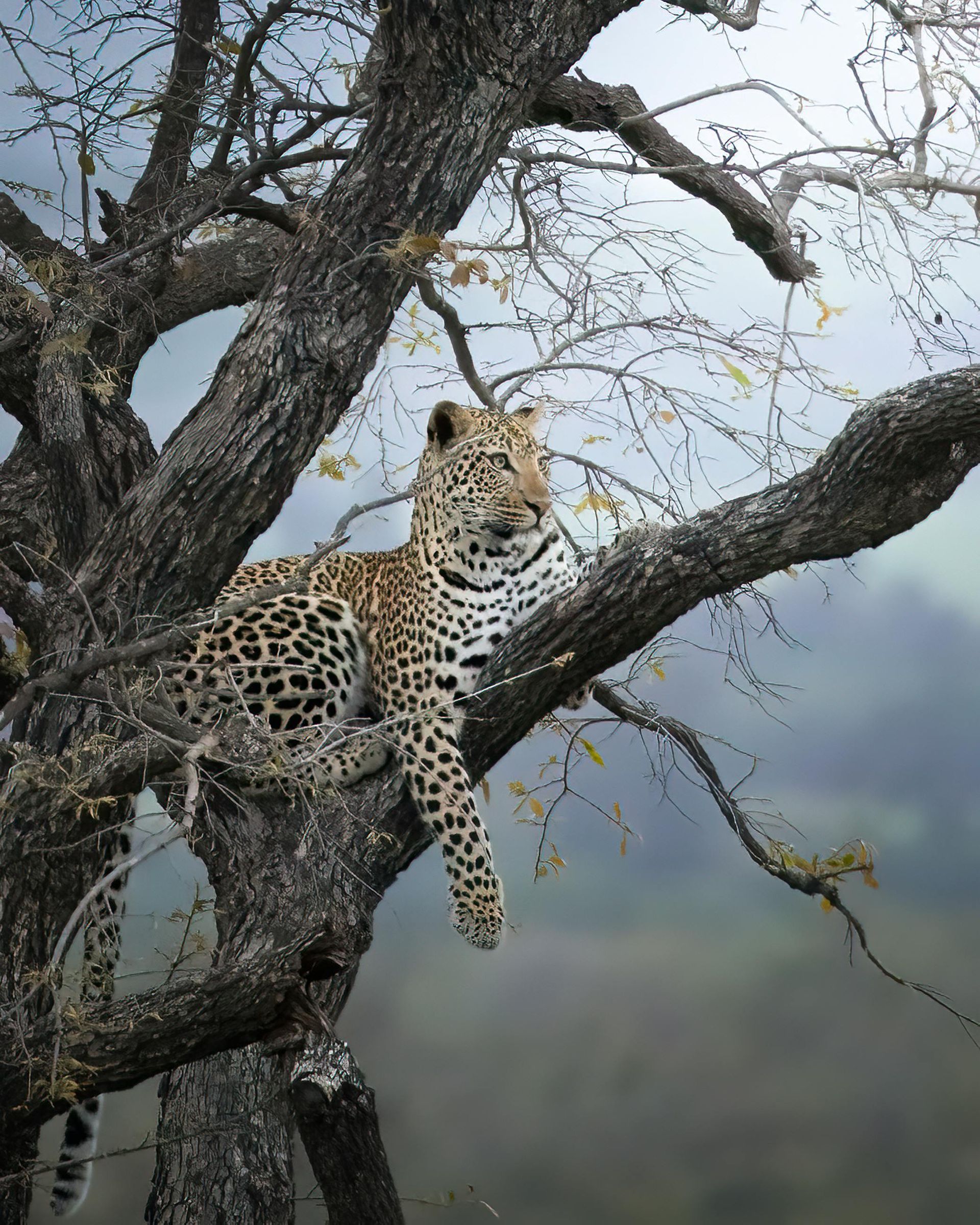 Leopard resting on a tree branch, looking to the side. Its spotted coat blends with the tree's branches against a misty background.