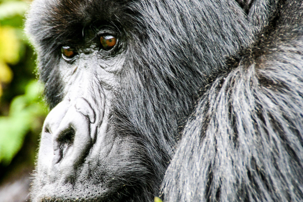 A close up of a gorilla 's face with a blurry background.