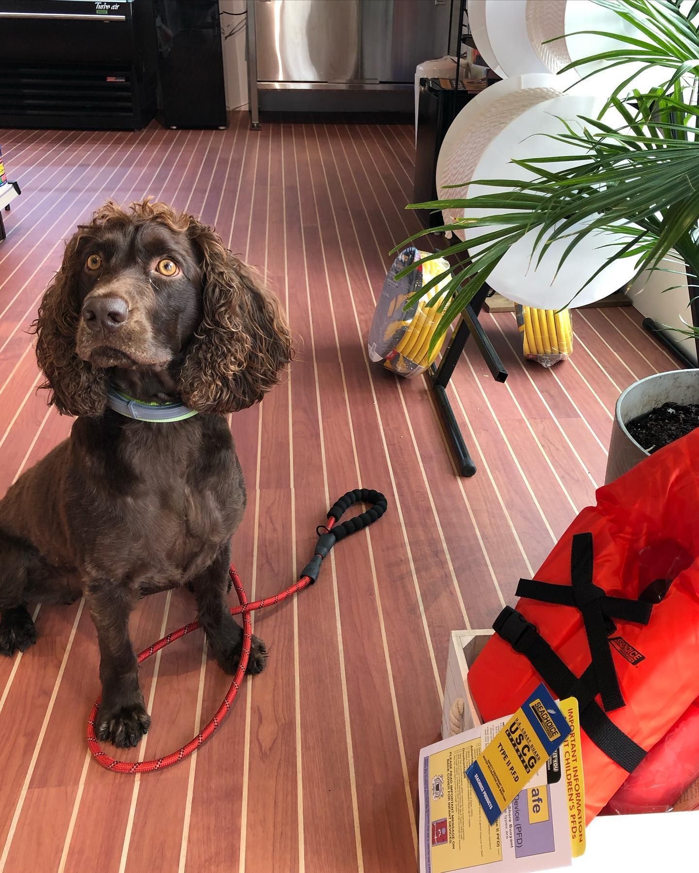 Brown spaniel-type dog sitting on a striped wood floor in the marina store, beside a potted palm