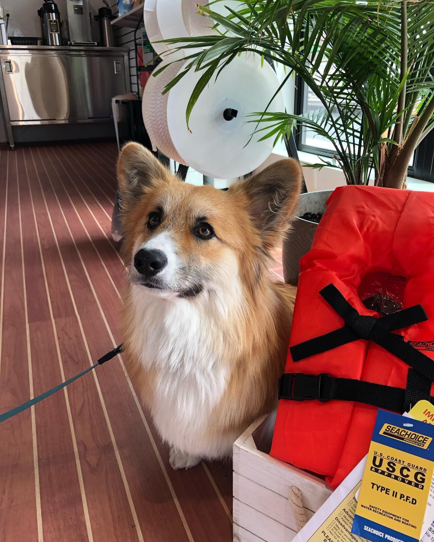 Corgi in the marina store, beside a potted palm and rolls of paper