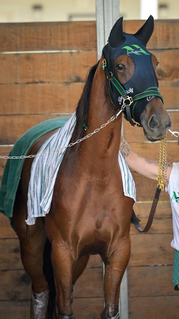 Topville Lucky