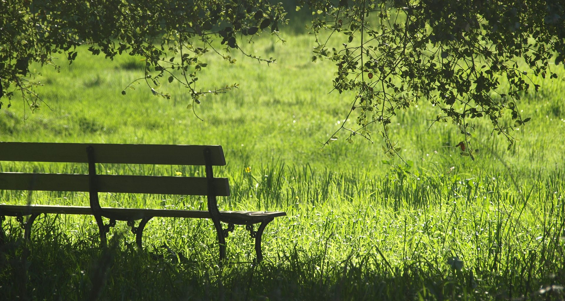 Empty park bench under leafy trees beside a sunlit green meadow