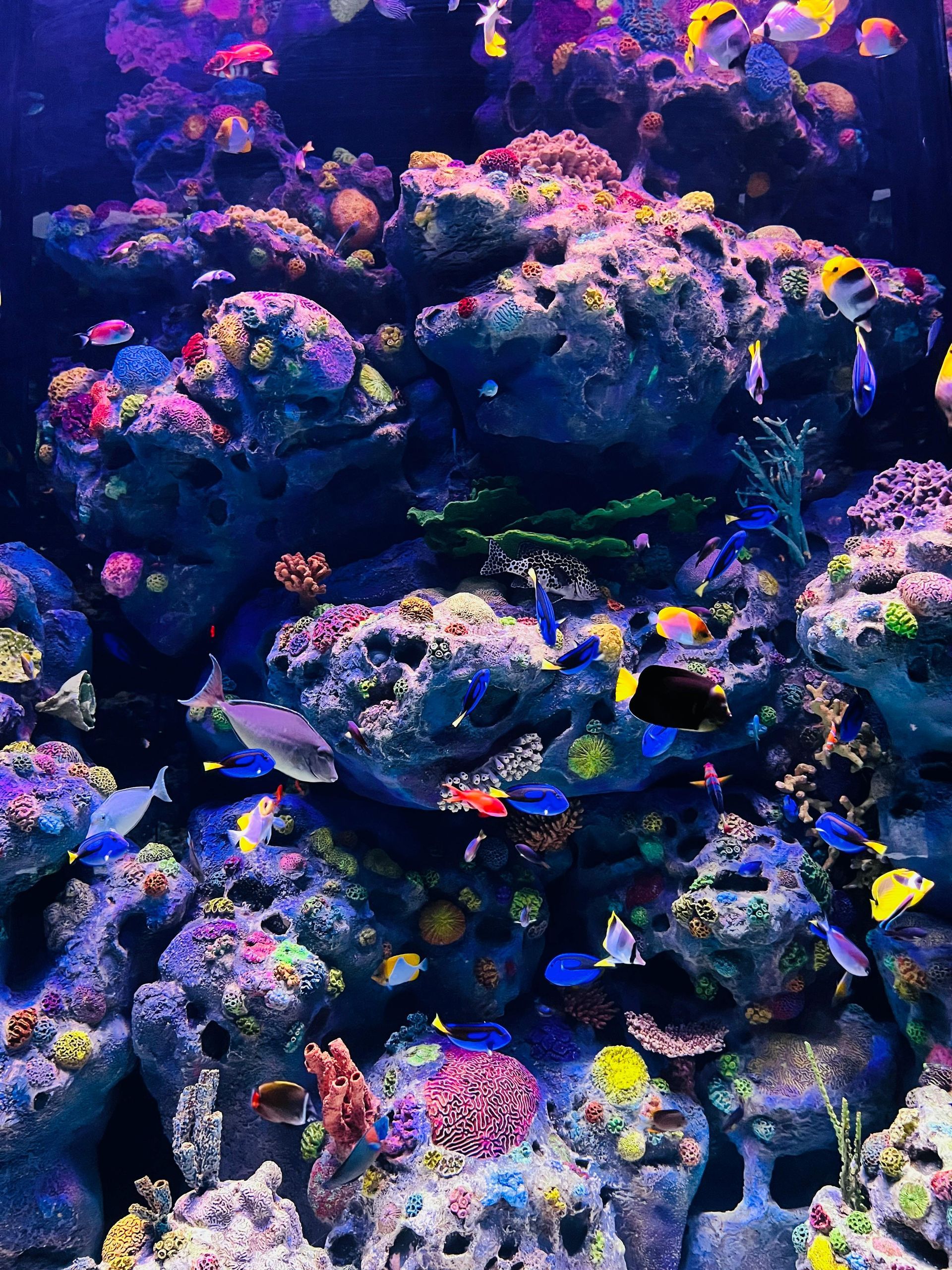 Colorful coral reef aquarium with bright tropical fish and purple-blue lighting
