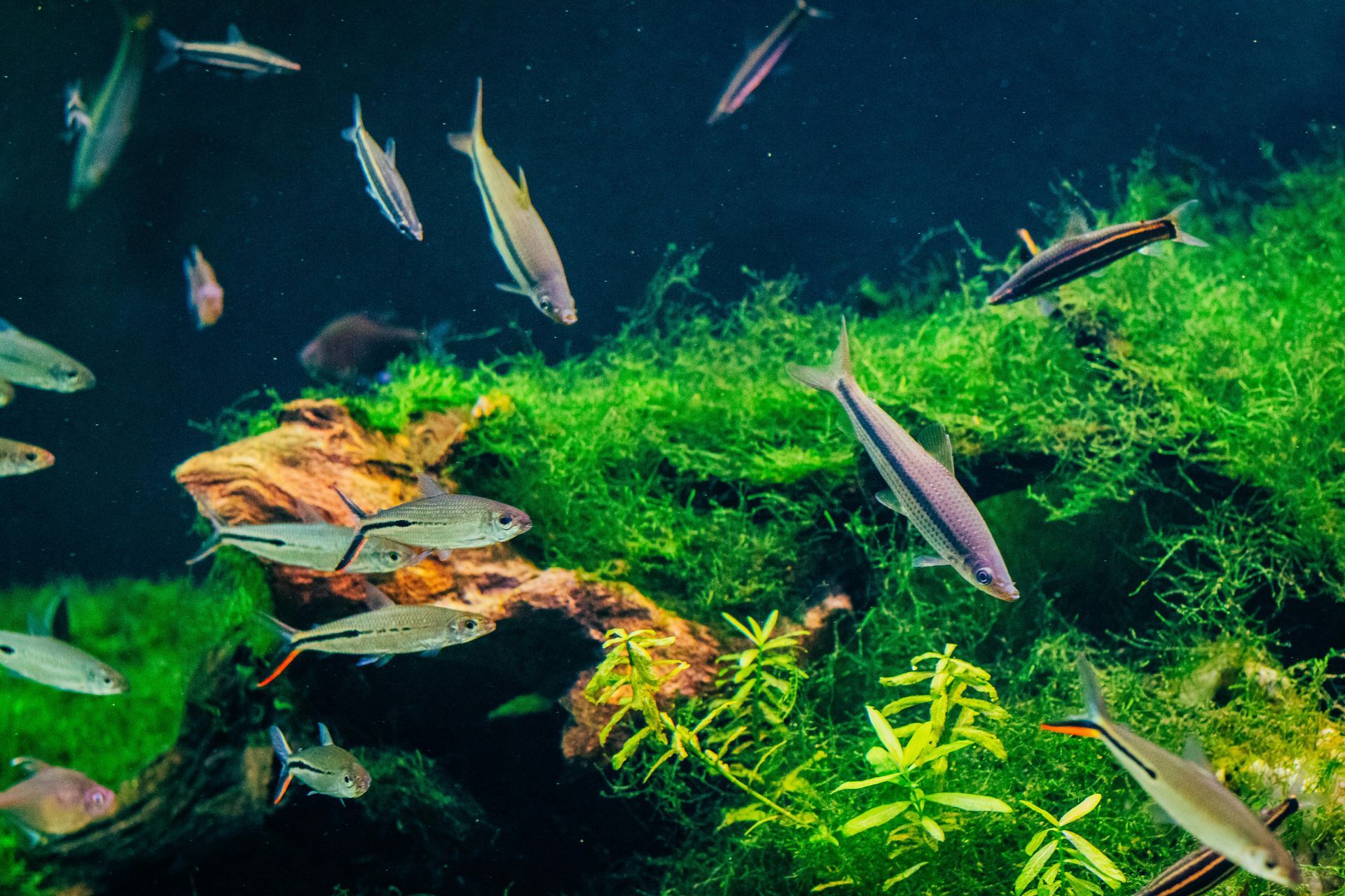 Fish swimming around a lush green aquatic plant in a clear aquarium