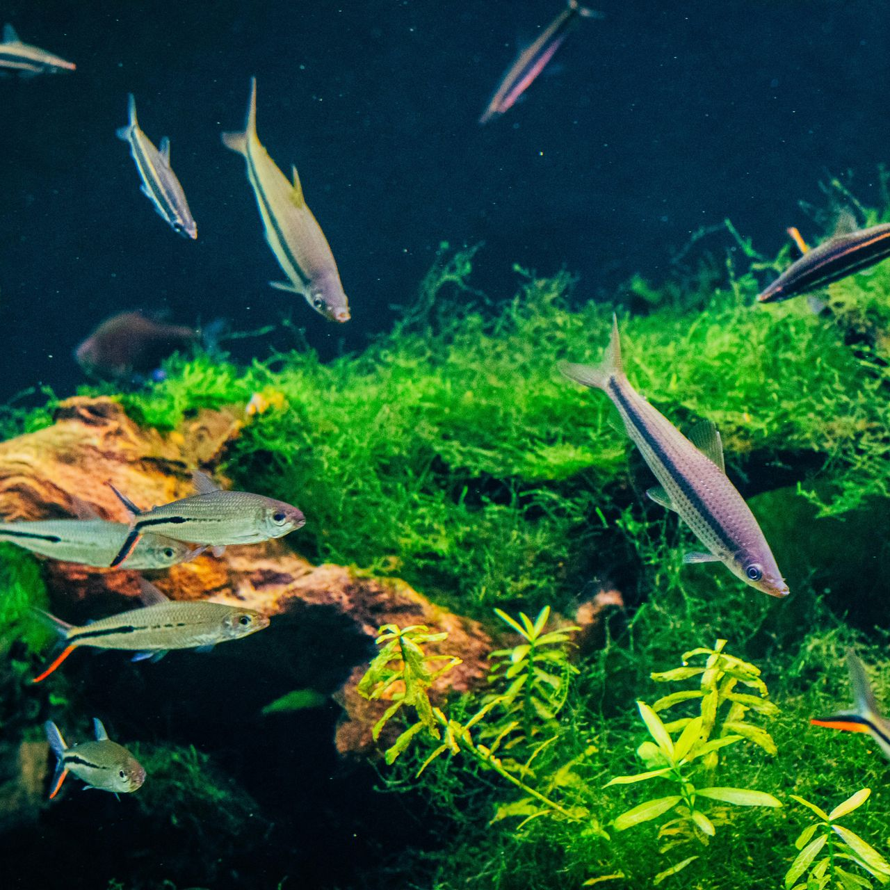 Colorful fish swimming in a planted aquarium with rocks and bright green aquatic plants