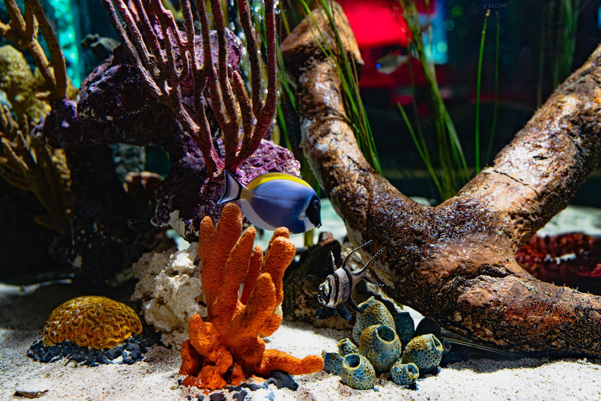 Colorful coral reef aquarium with fish, coral, and driftwood on sandy bottom