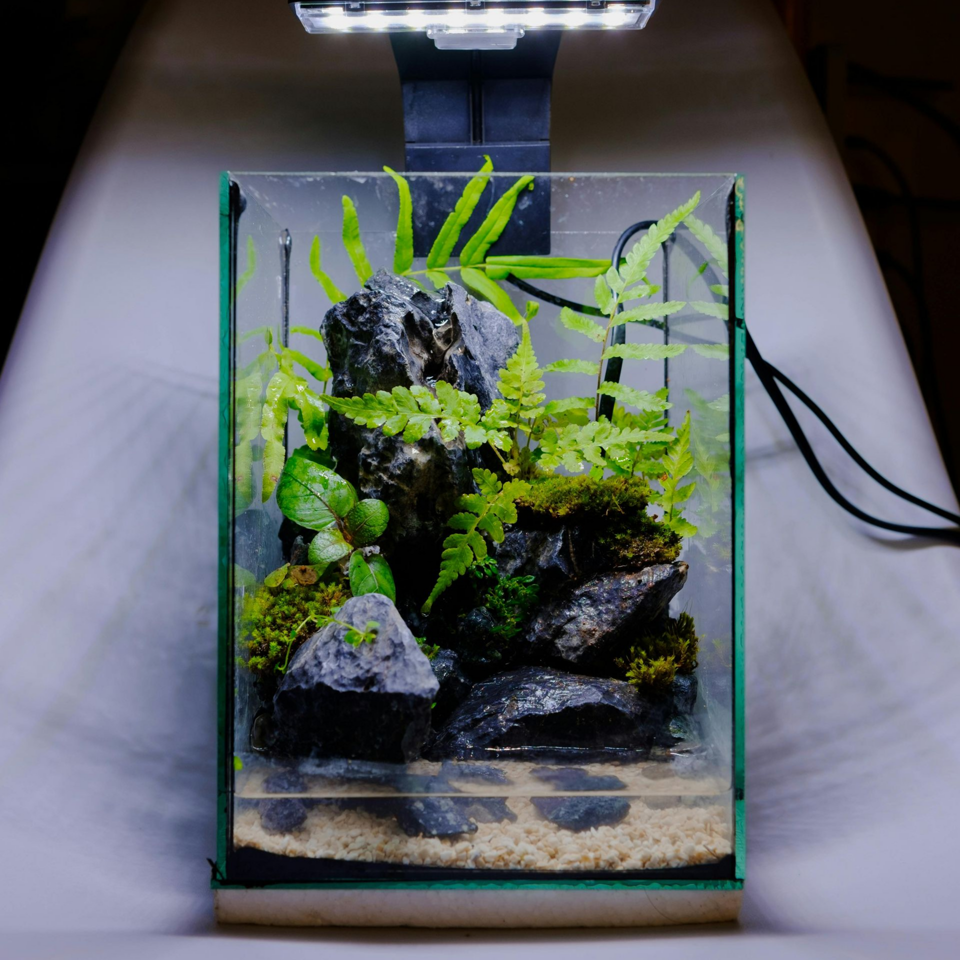 Small glass terrarium with dark rocks, green plants, and a light strip above it on a table