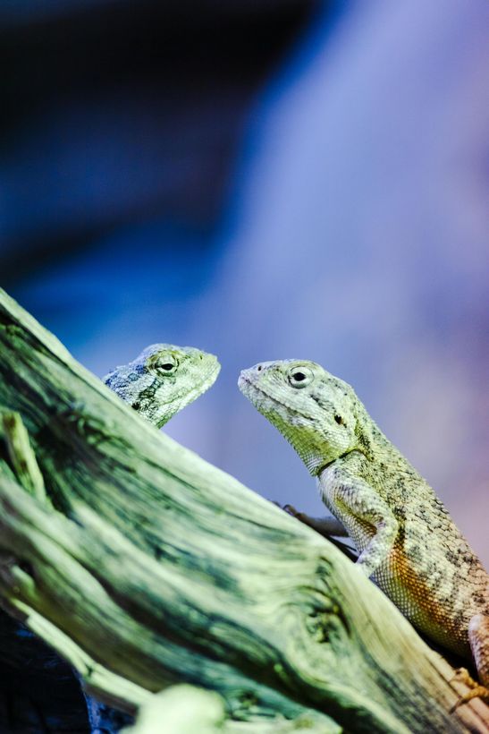 Two lizards facing each other on a green branch, with a blurred blue background
