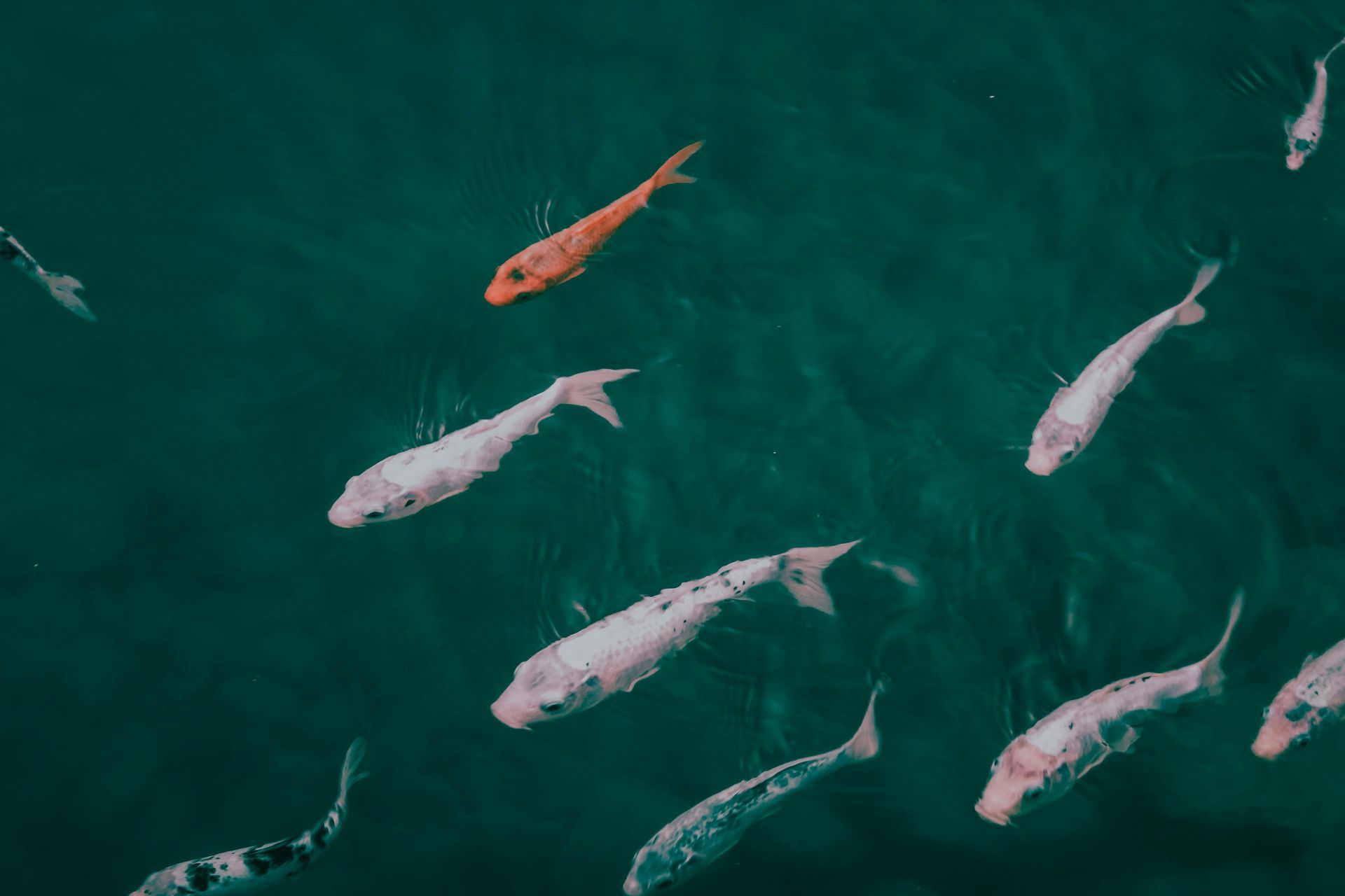 Several fish swimming in dark green water, including one orange fish near the top.
