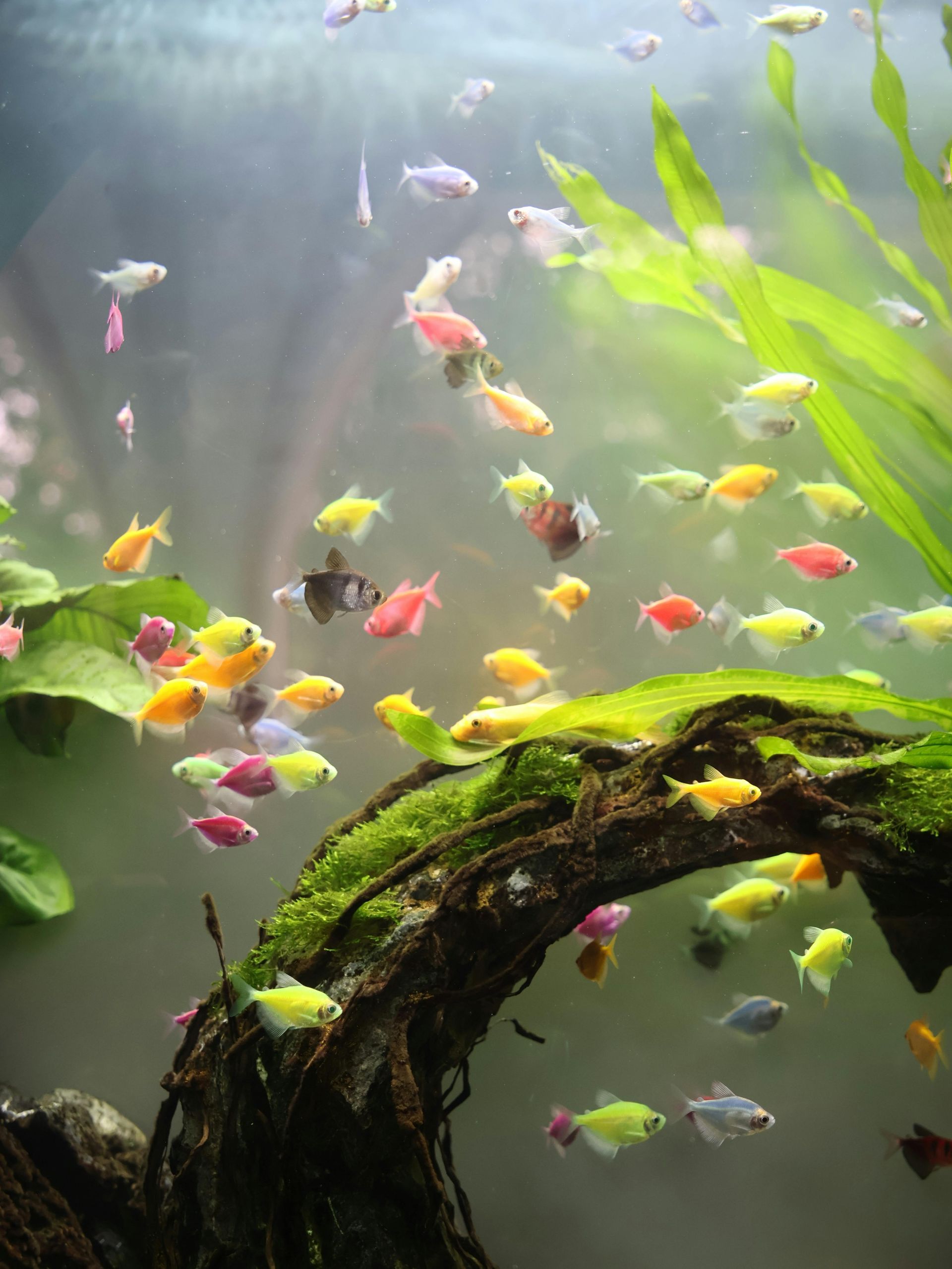 Colorful fish swimming around a mossy underwater arch in a bright aquarium tank