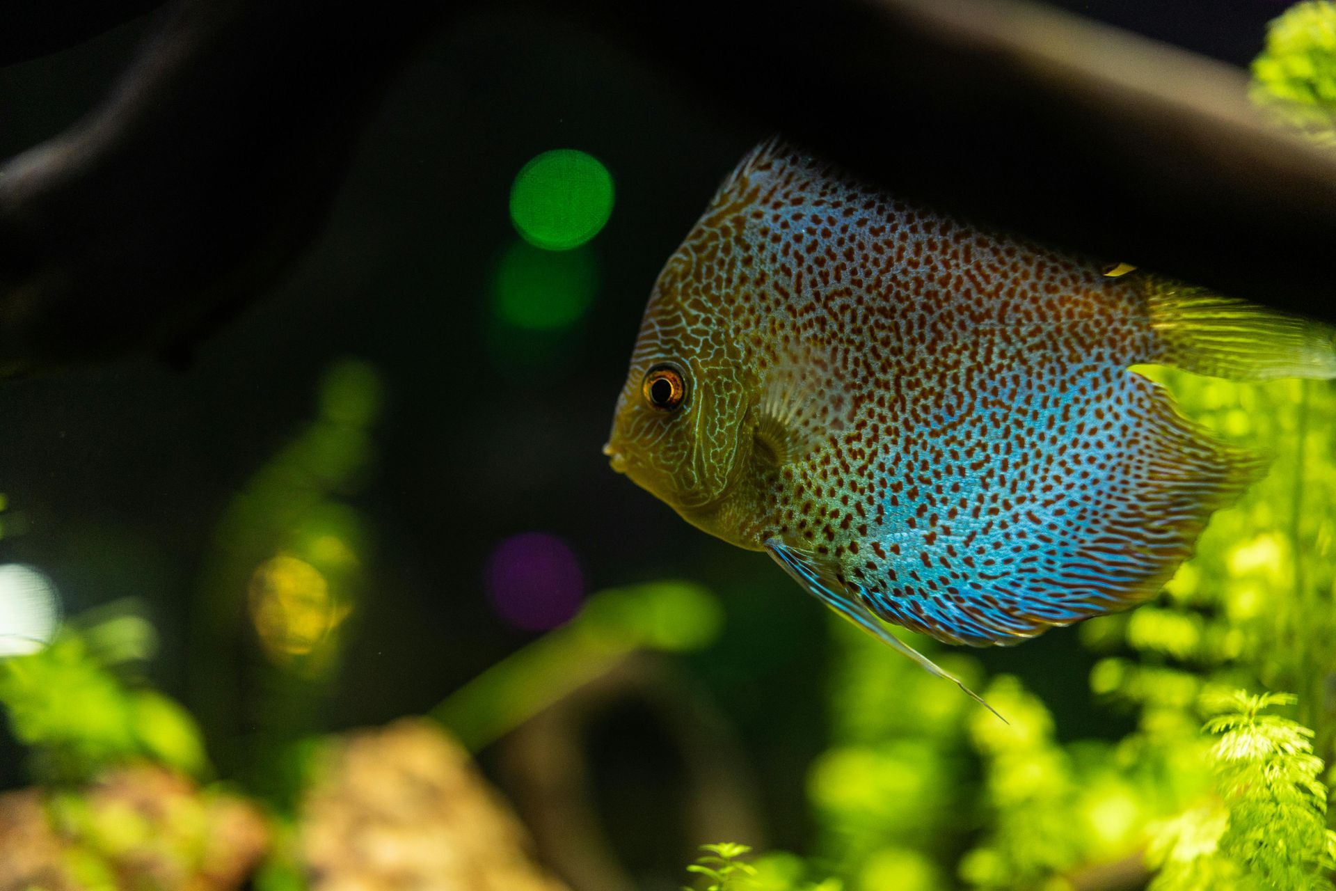 Colorful tropical fish swimming in a dark aquarium with green plants and blurred lights