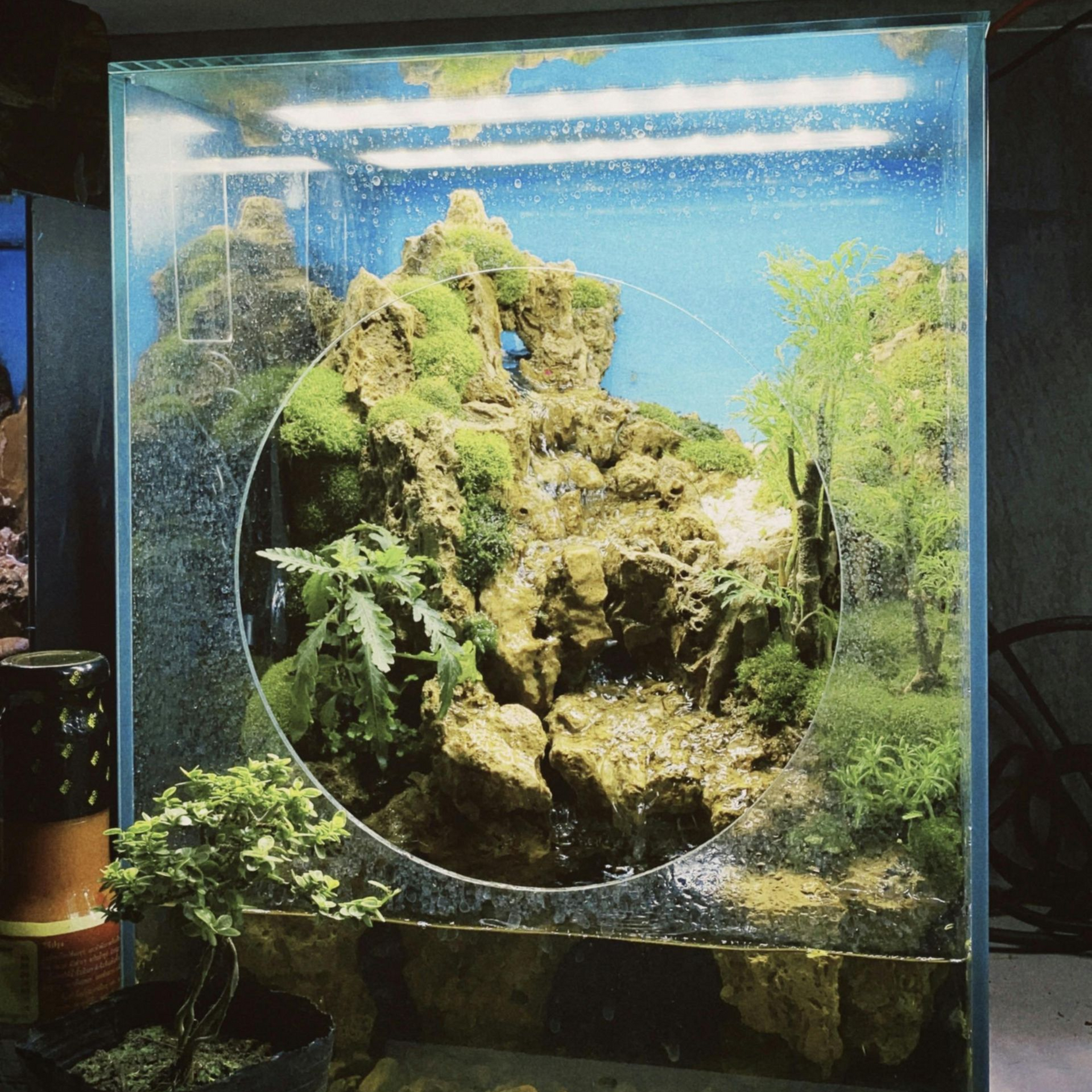 Glass aquarium with mossy rockscape, blue water, and a circular viewing window