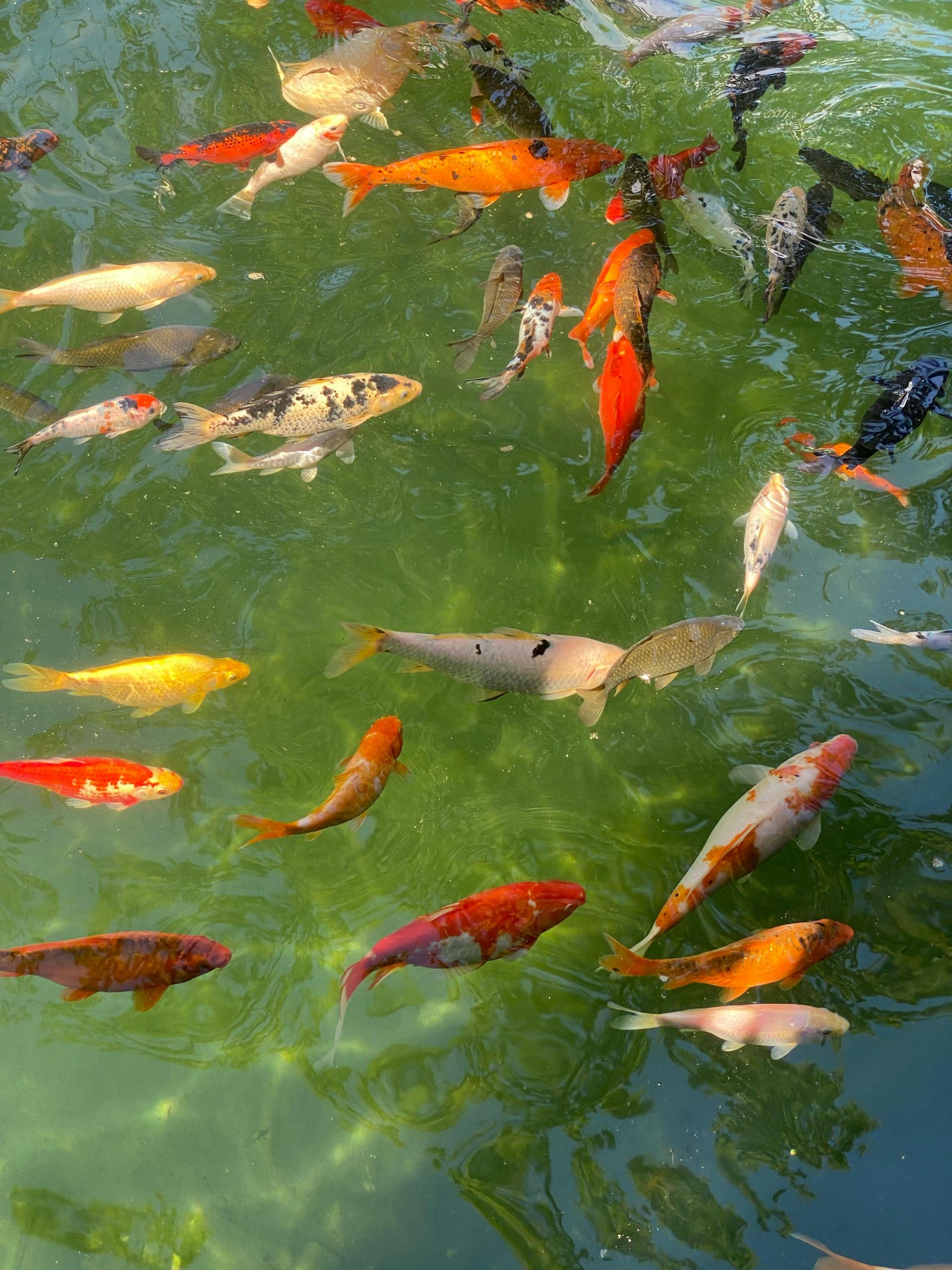 Colorful koi fish swimming in green pond water