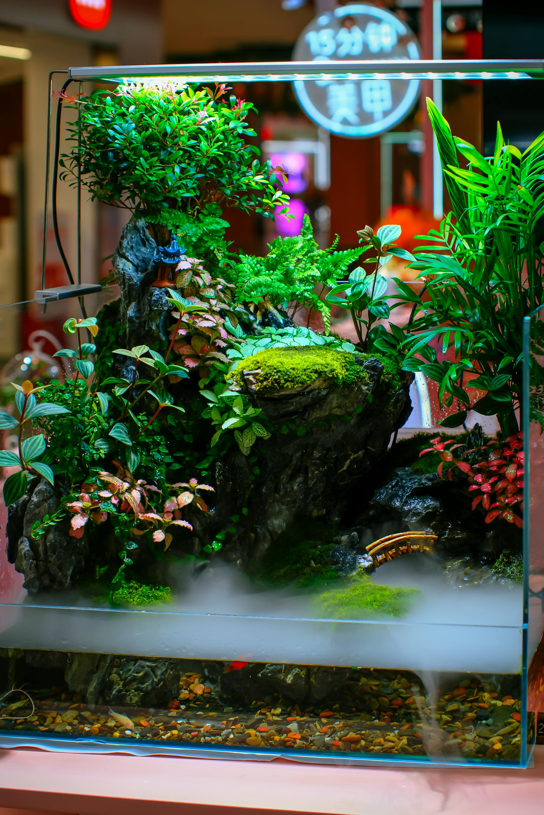 Lush terrarium with green plants, moss, and rocks inside a glass display tank