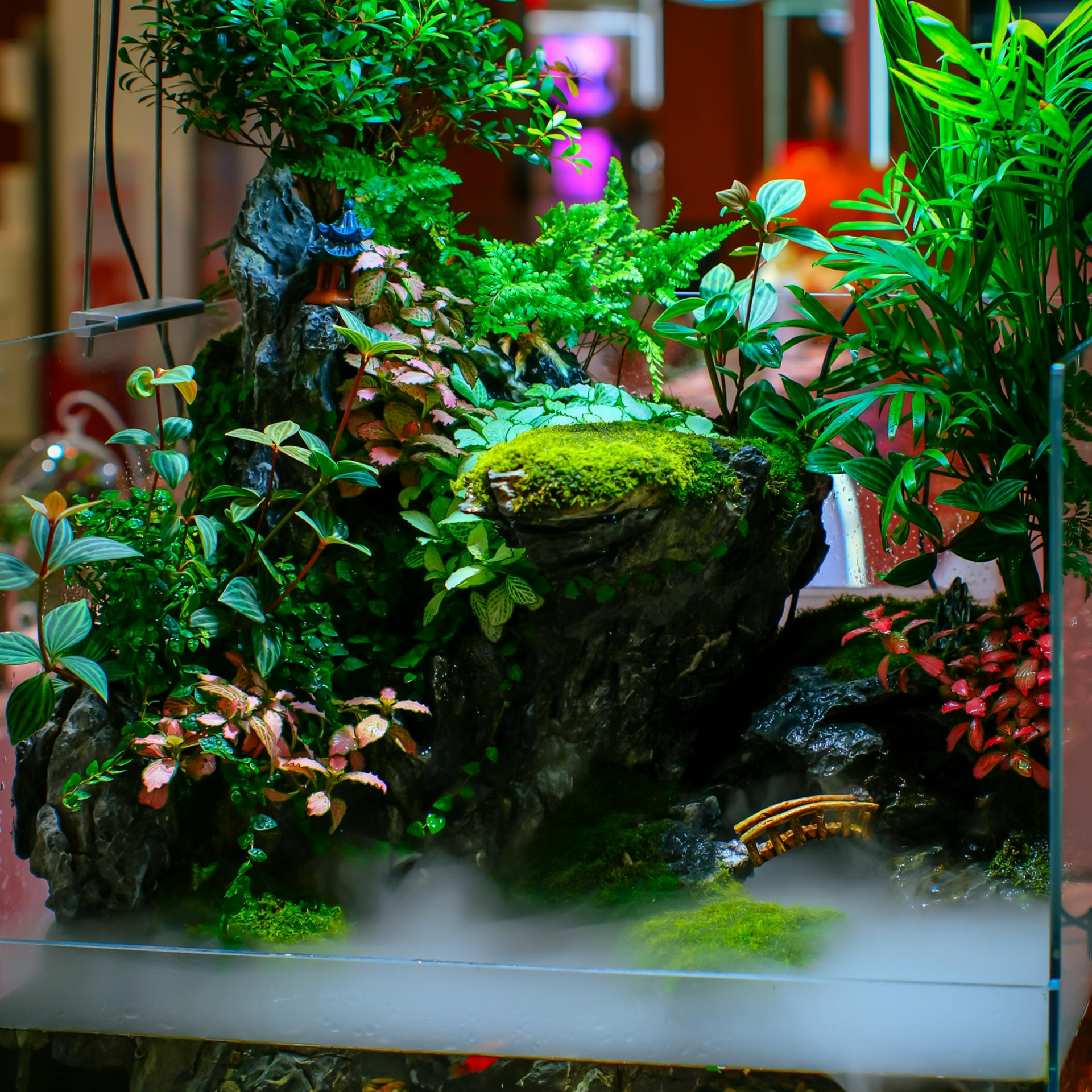 Lush indoor terrarium with green plants, mossy rocks, and mist over a glass enclosure