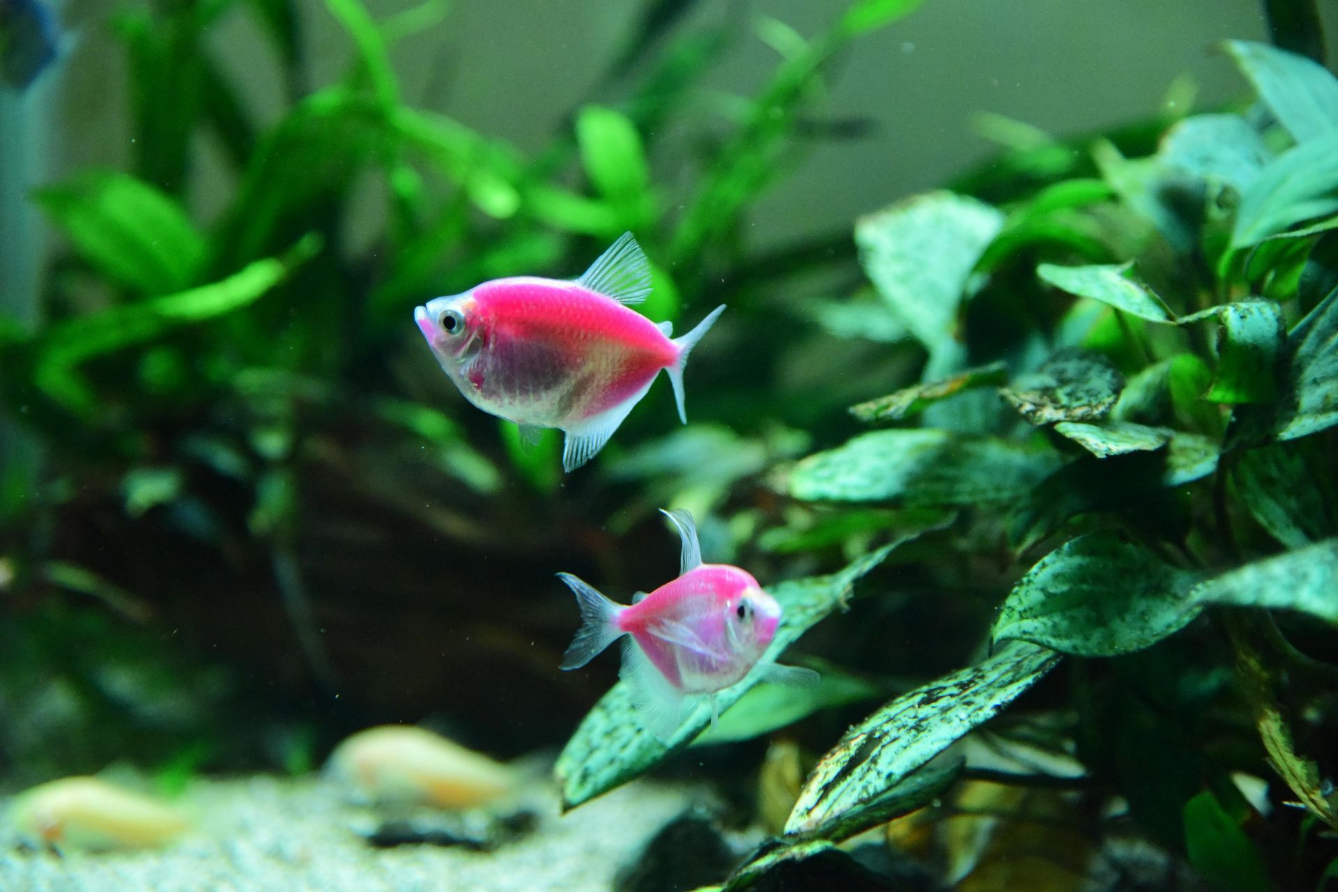 Two pink tropical fish swimming among green aquatic plants in an aquarium