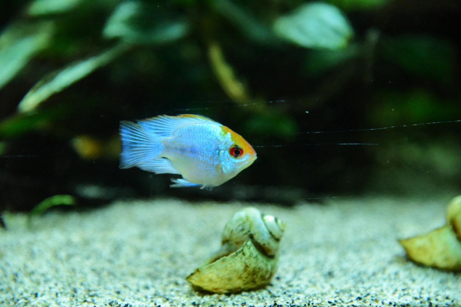 Blue fish swimming in a planted aquarium over sandy gravel