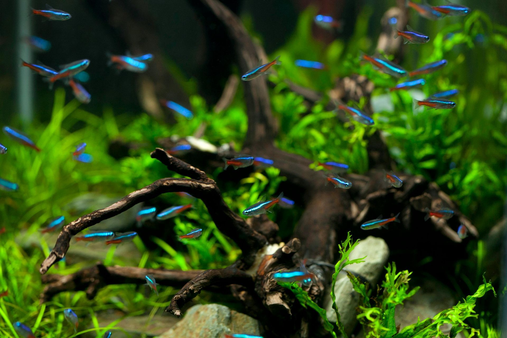 Small fish swimming above driftwood in a lush green aquarium