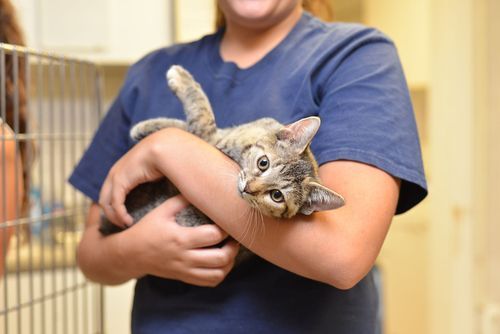 Woman in blue shirt holding a tabby kitten, looking at the camera.
