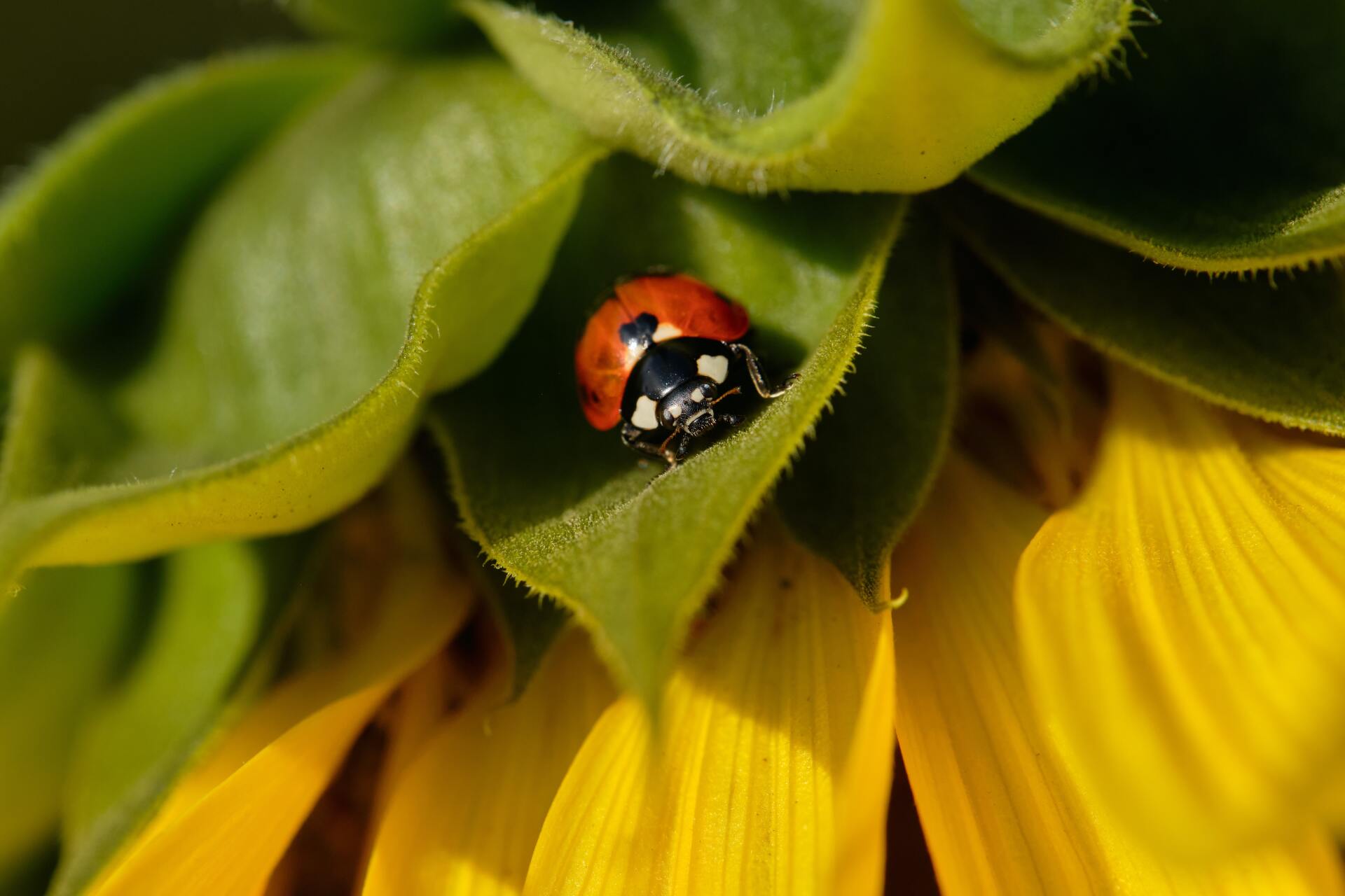 Nature degradation and species loss