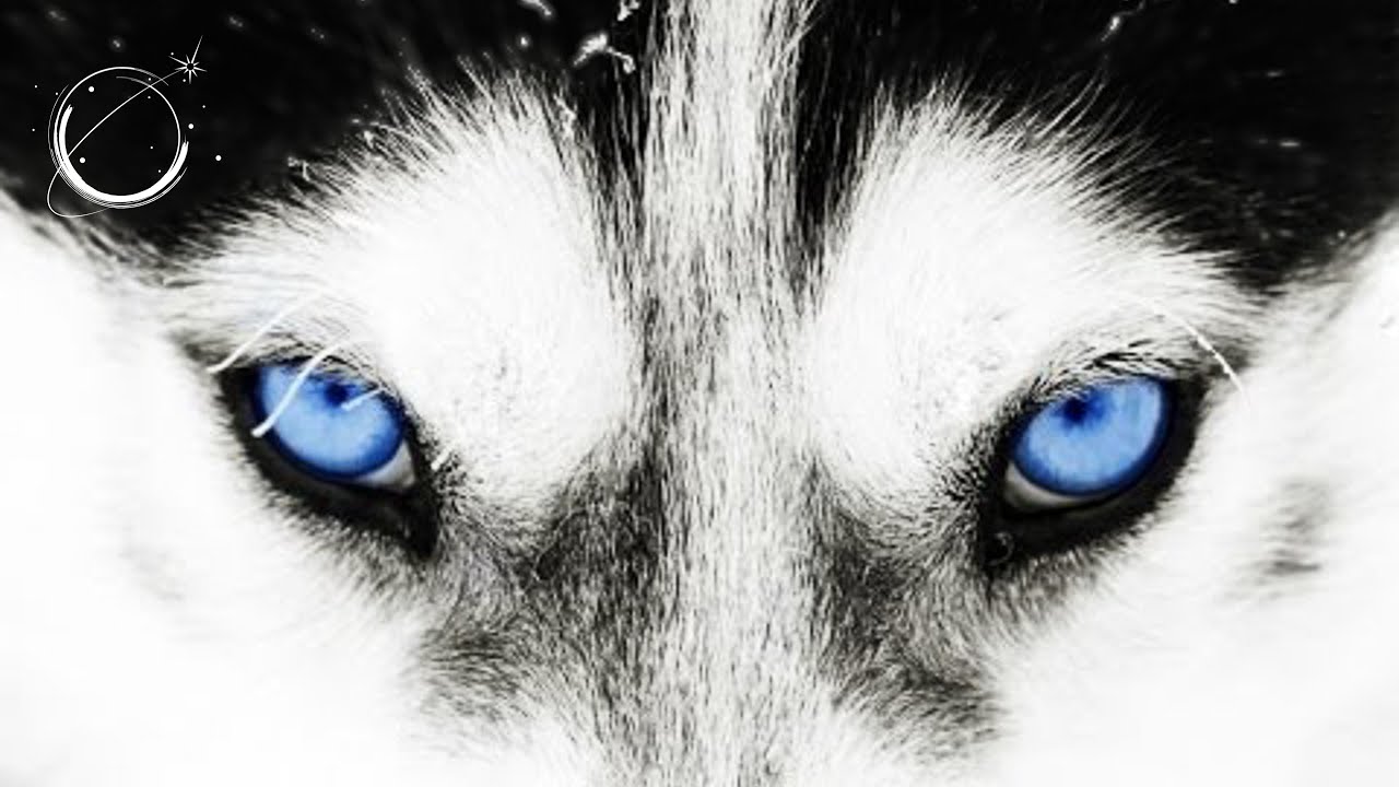 The good wolf The good wolf