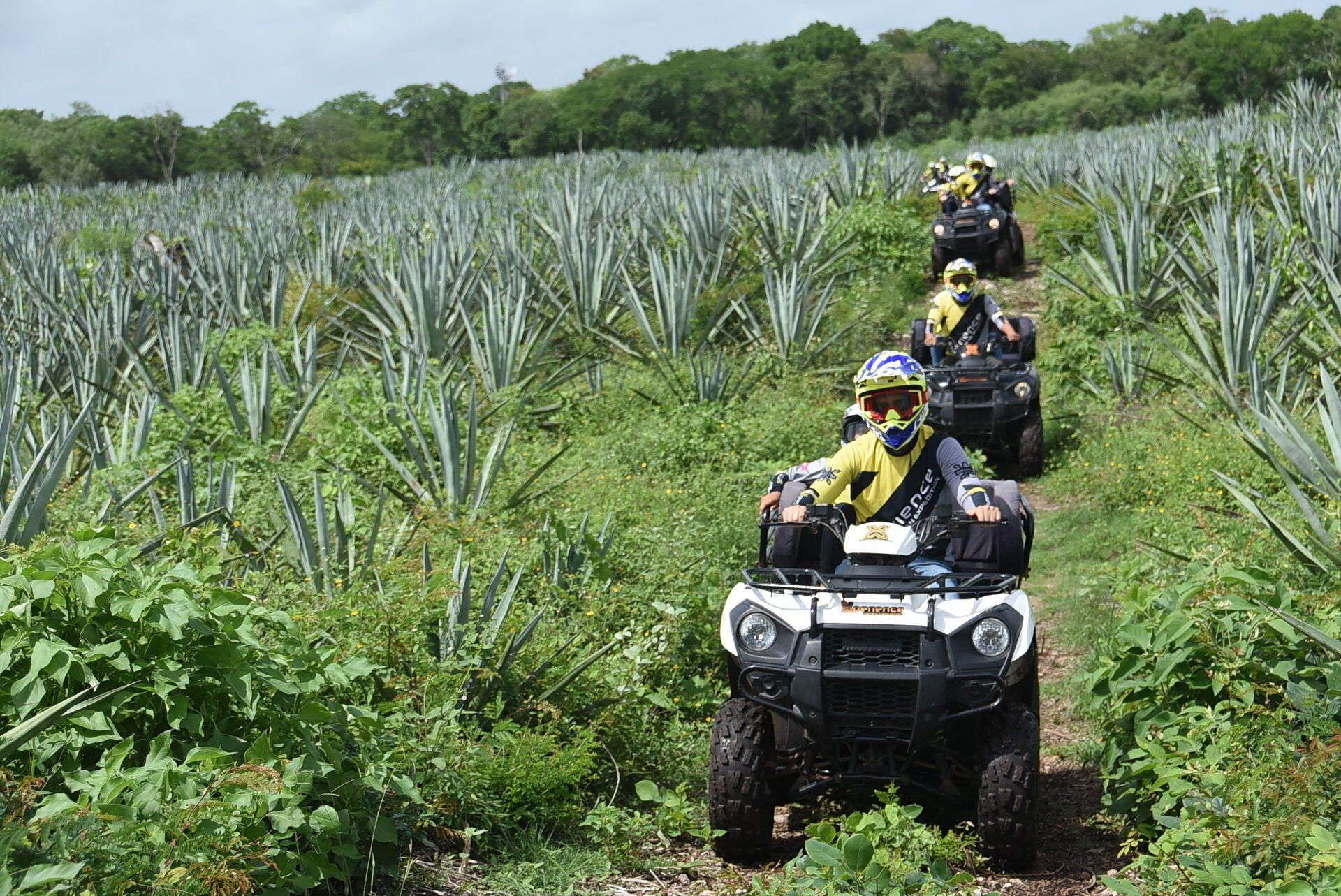 haciendas henequeneras yucatán historia