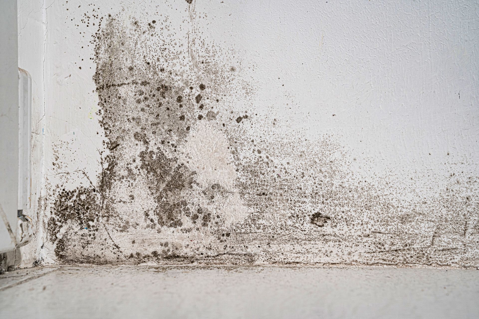 Mold and water damage staining a white wall near the floor and corner