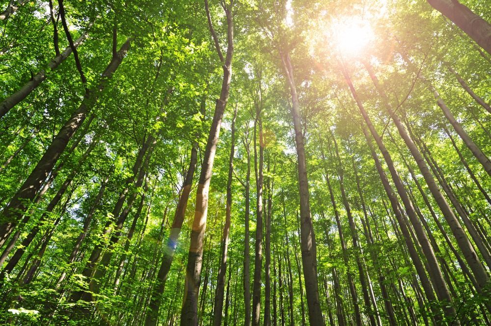 Trees in the Forest — Marshall Notaras Hardwoods Pty Ltd In Lismore, NSW