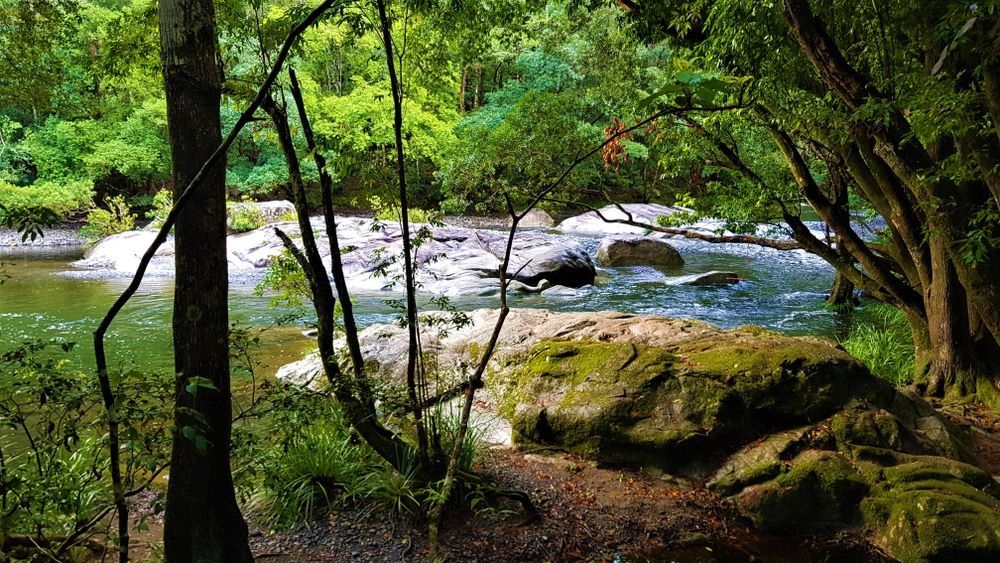 A Lush Green Forest — Marshall Notaras Hardwoods Pty Ltd In Lismore, NSW