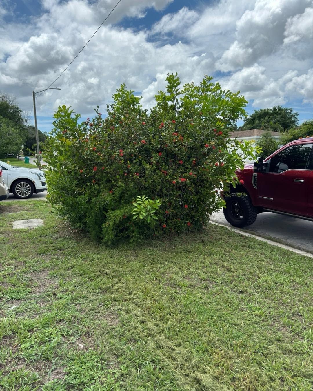 Green shrub with red flowers on a grassy roadside beside parked vehicles under cloudy sky